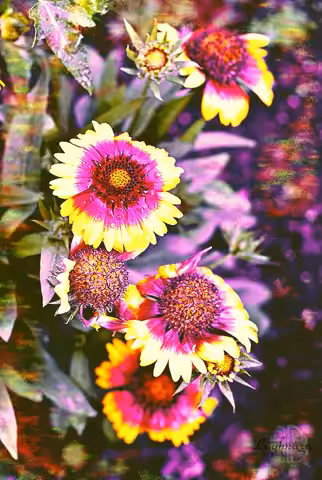 Summer Dream