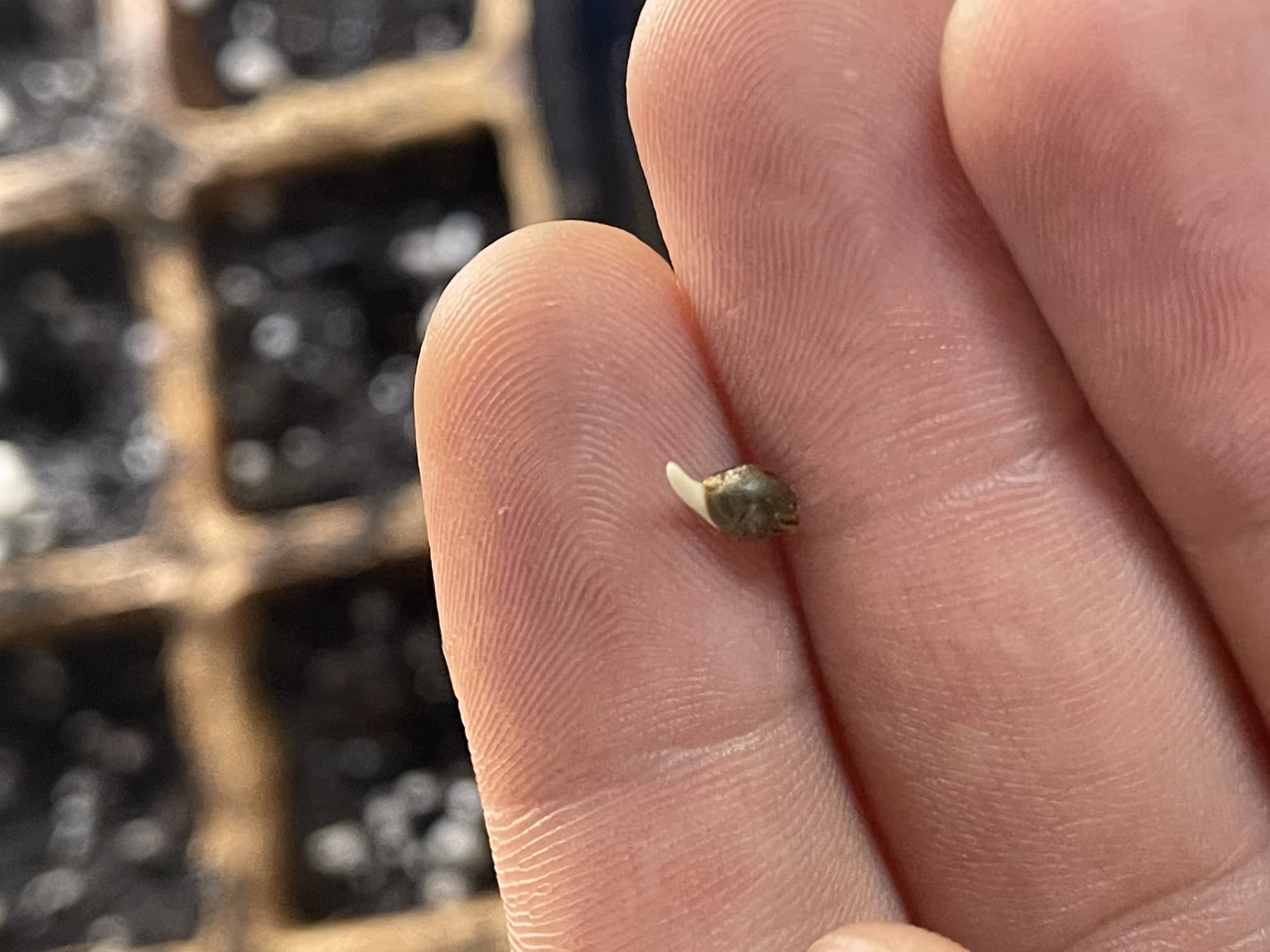 It Starts With A Seed