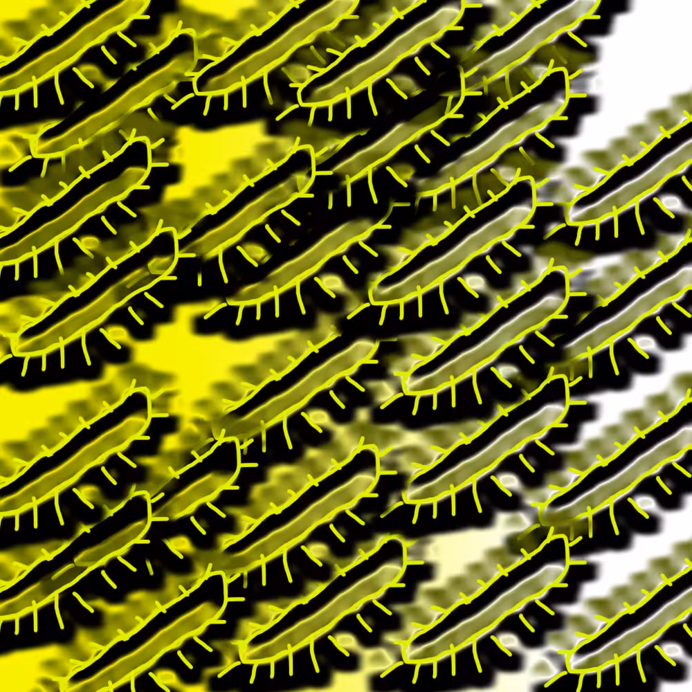 bacteria 2