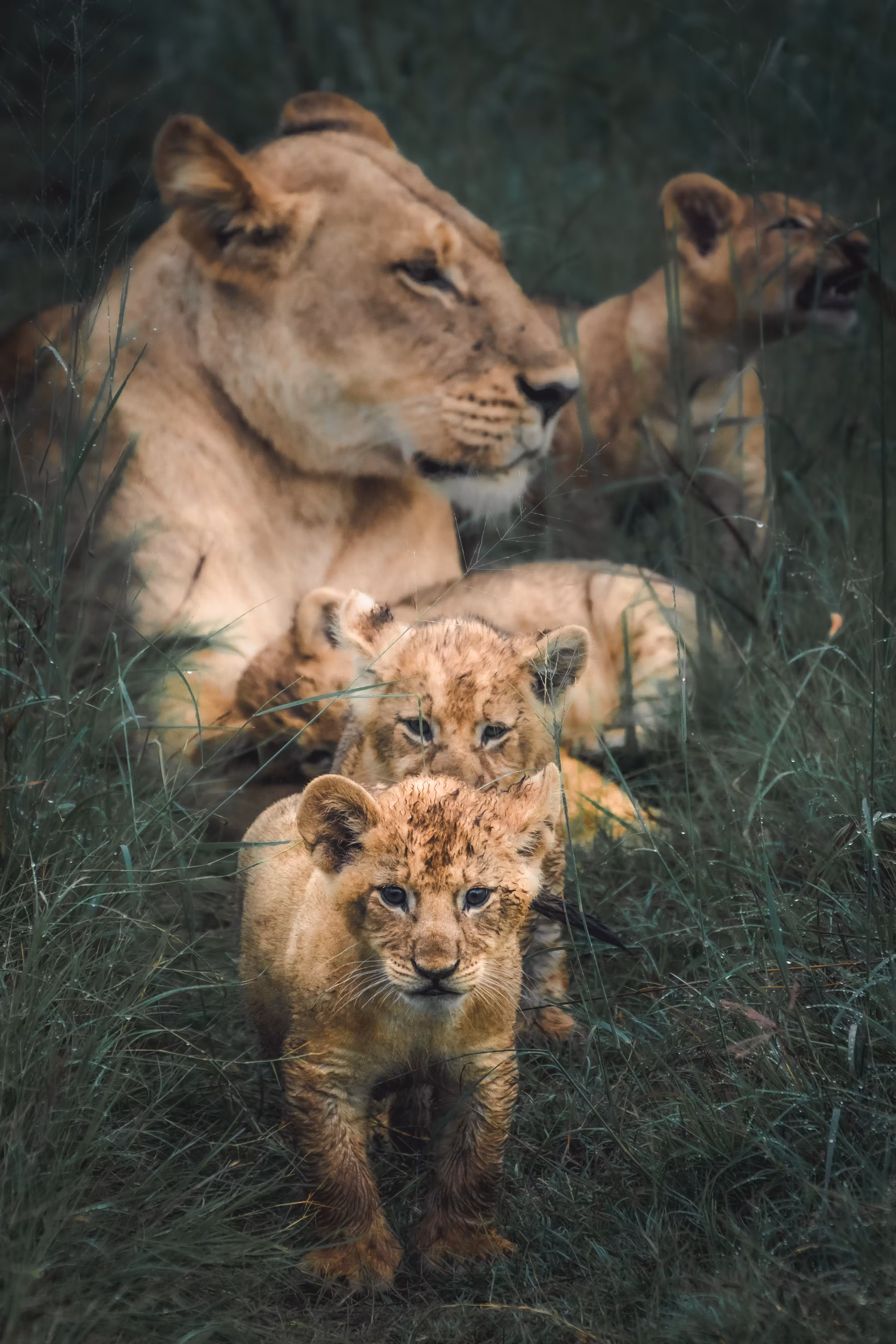 Lion Family II