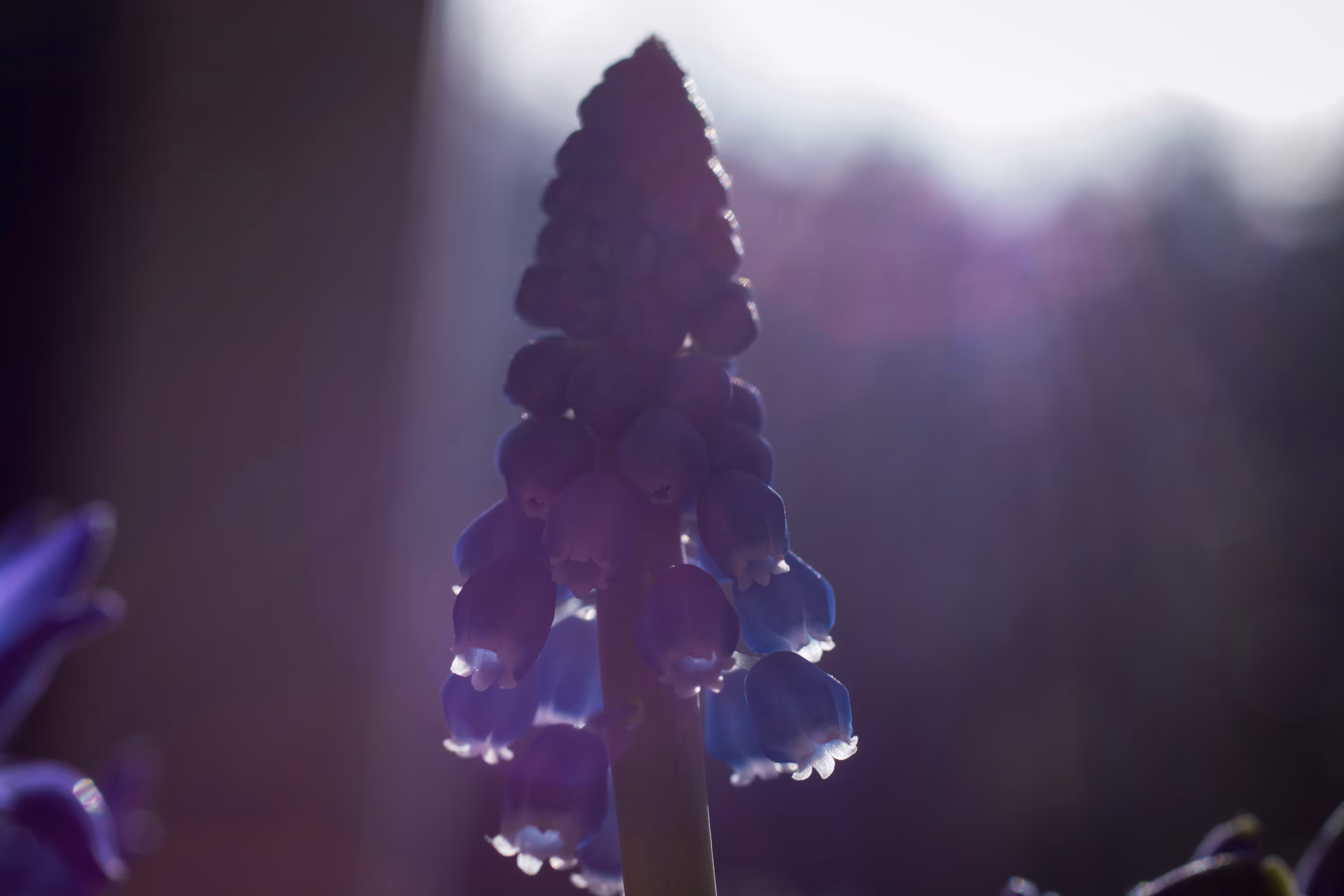 Featured in the Light