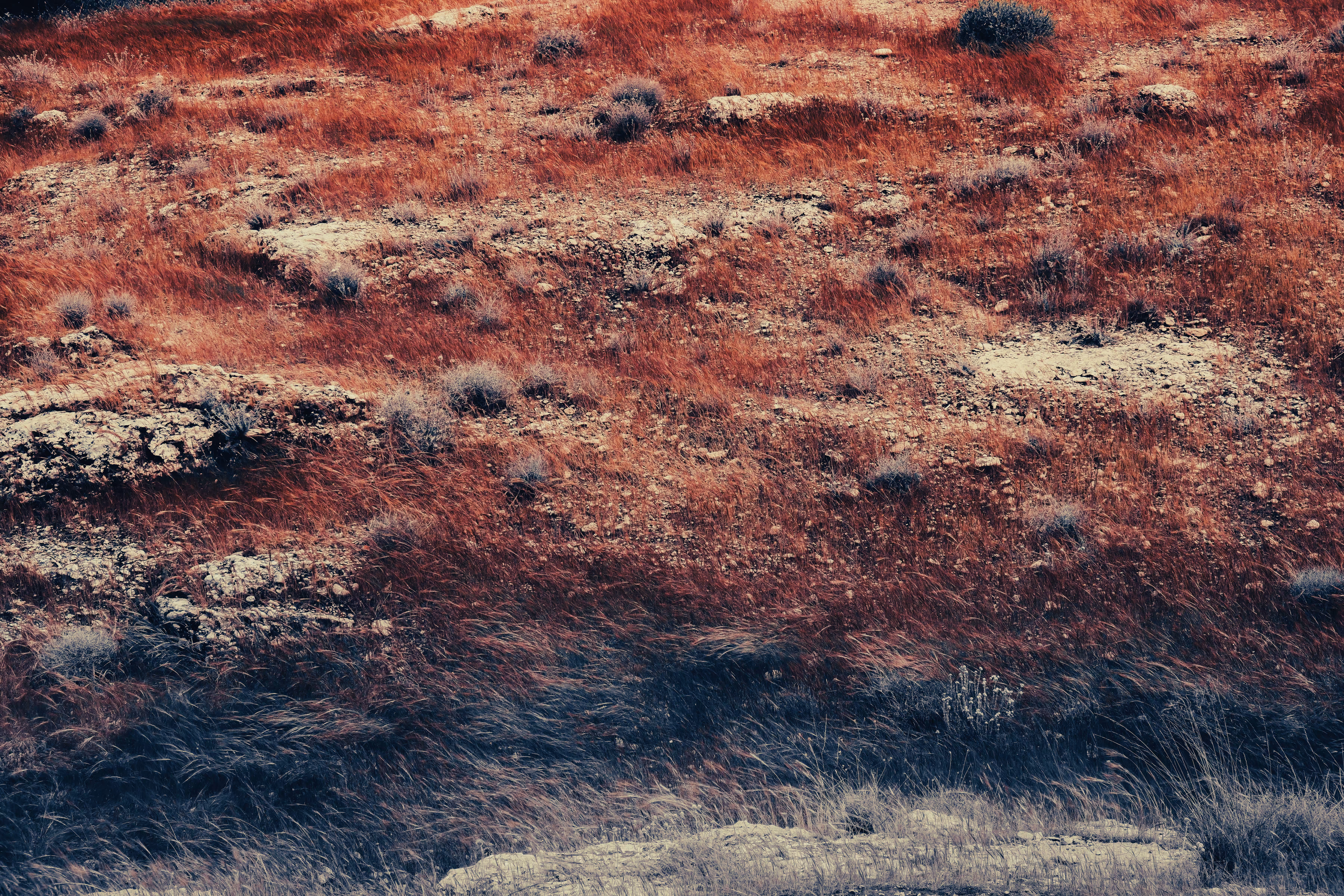 The meadow has drunk red wine