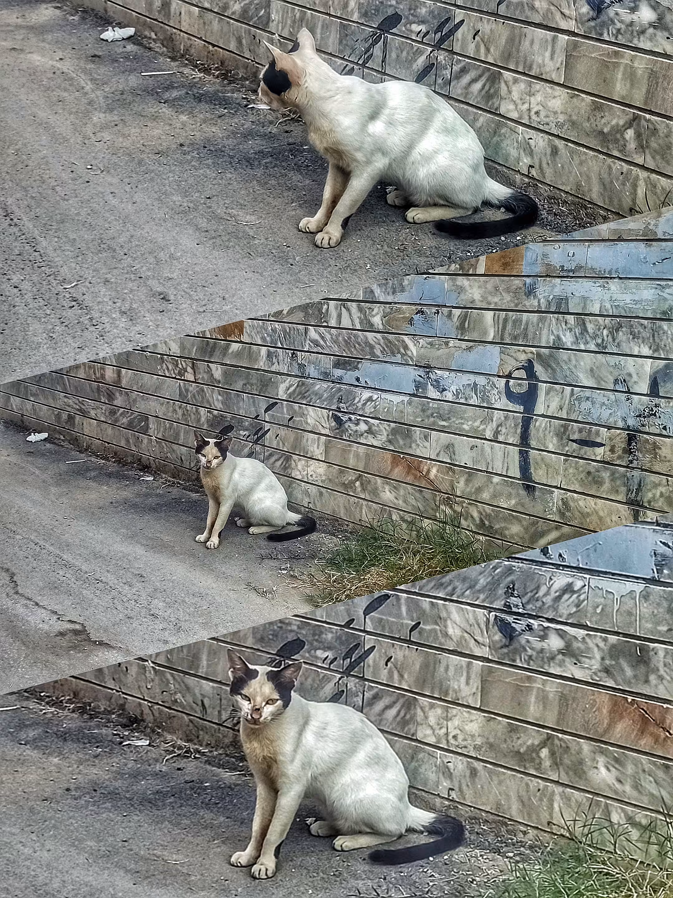 Daily  photography: Cat
