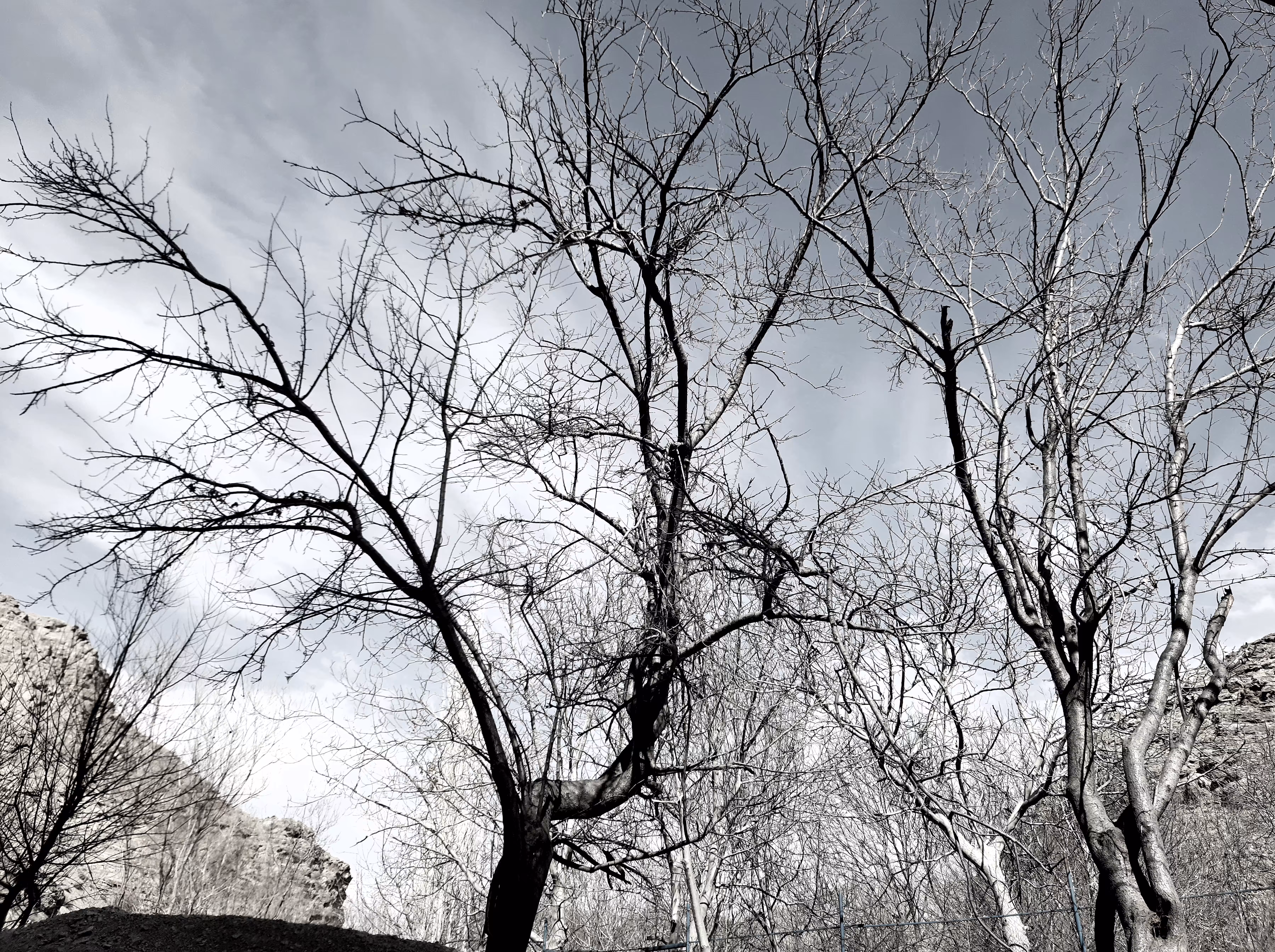 we are trees
