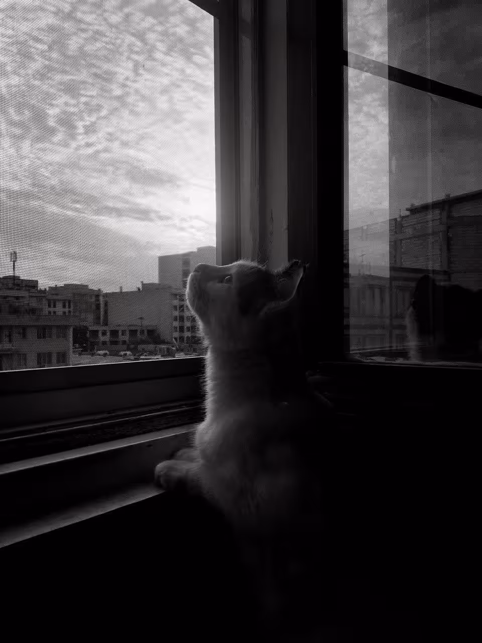 Photography (cats): Bella.