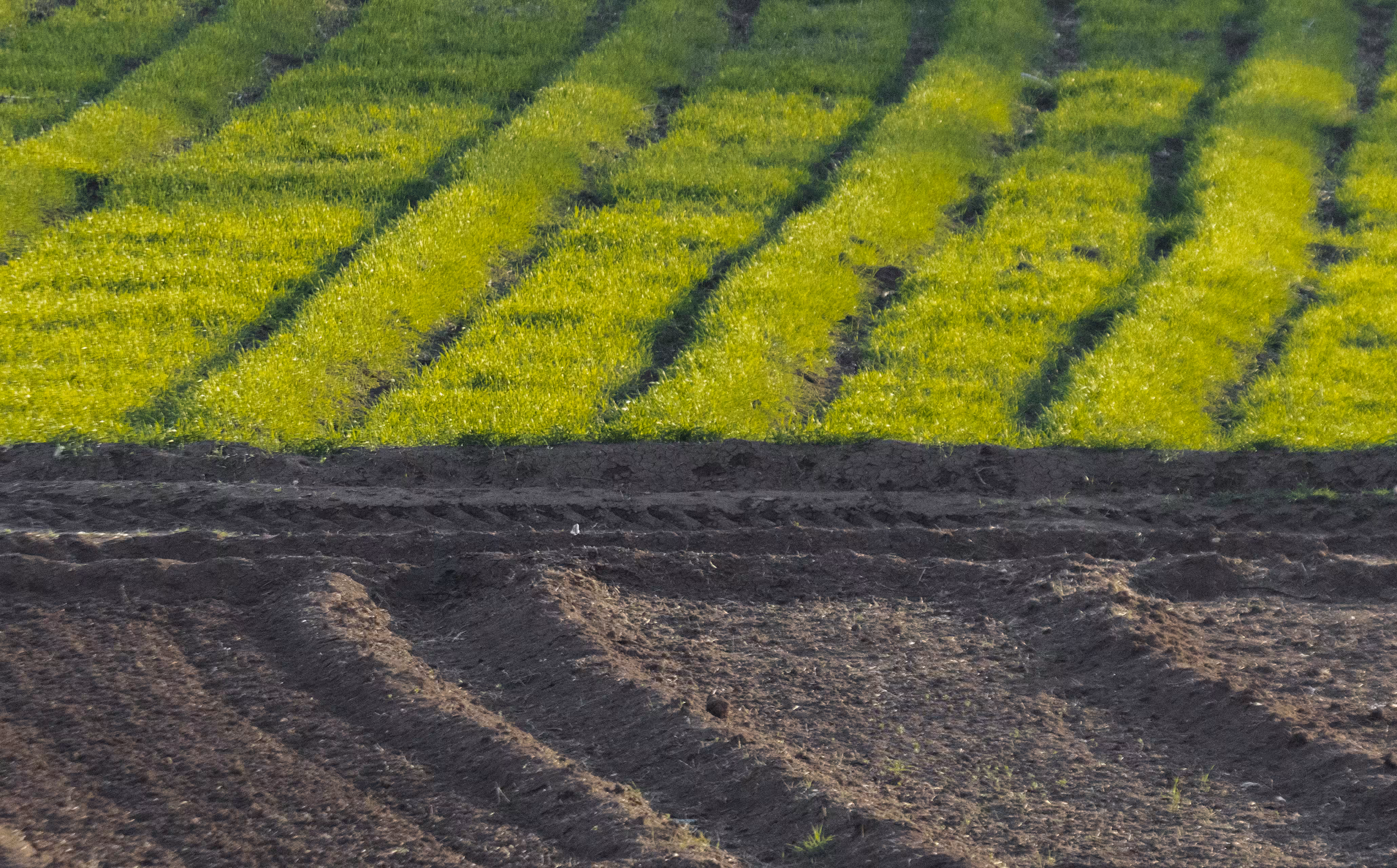 The Happy Valley: Lines