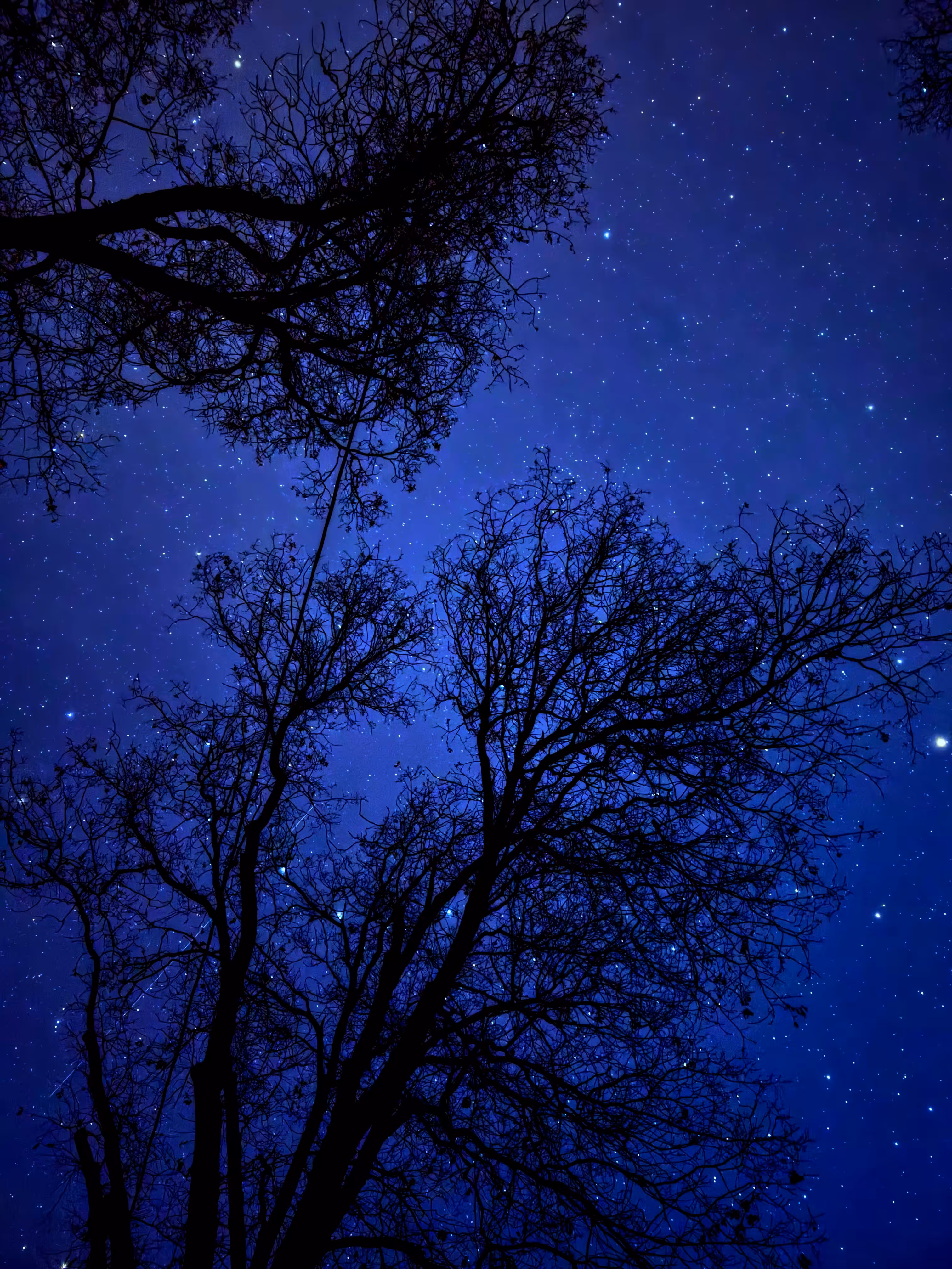 Sequoia Starlight