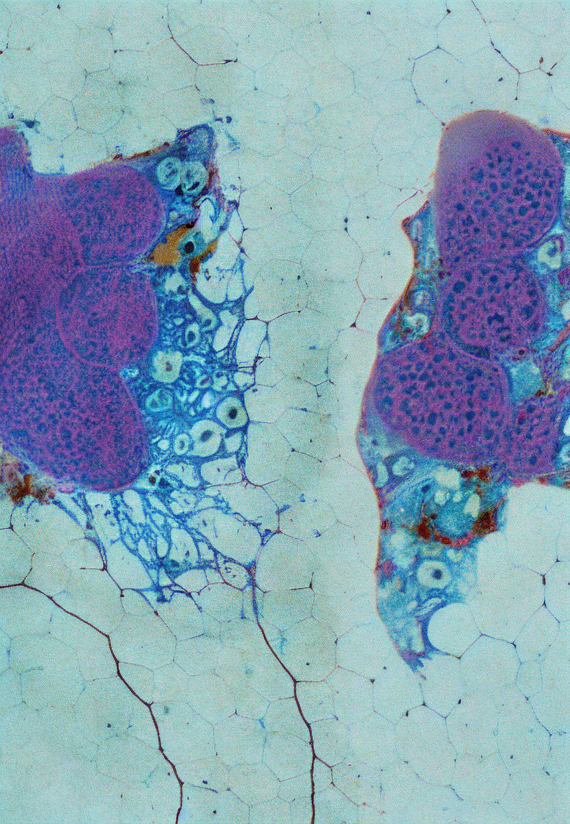 Histologia In Silico #190
