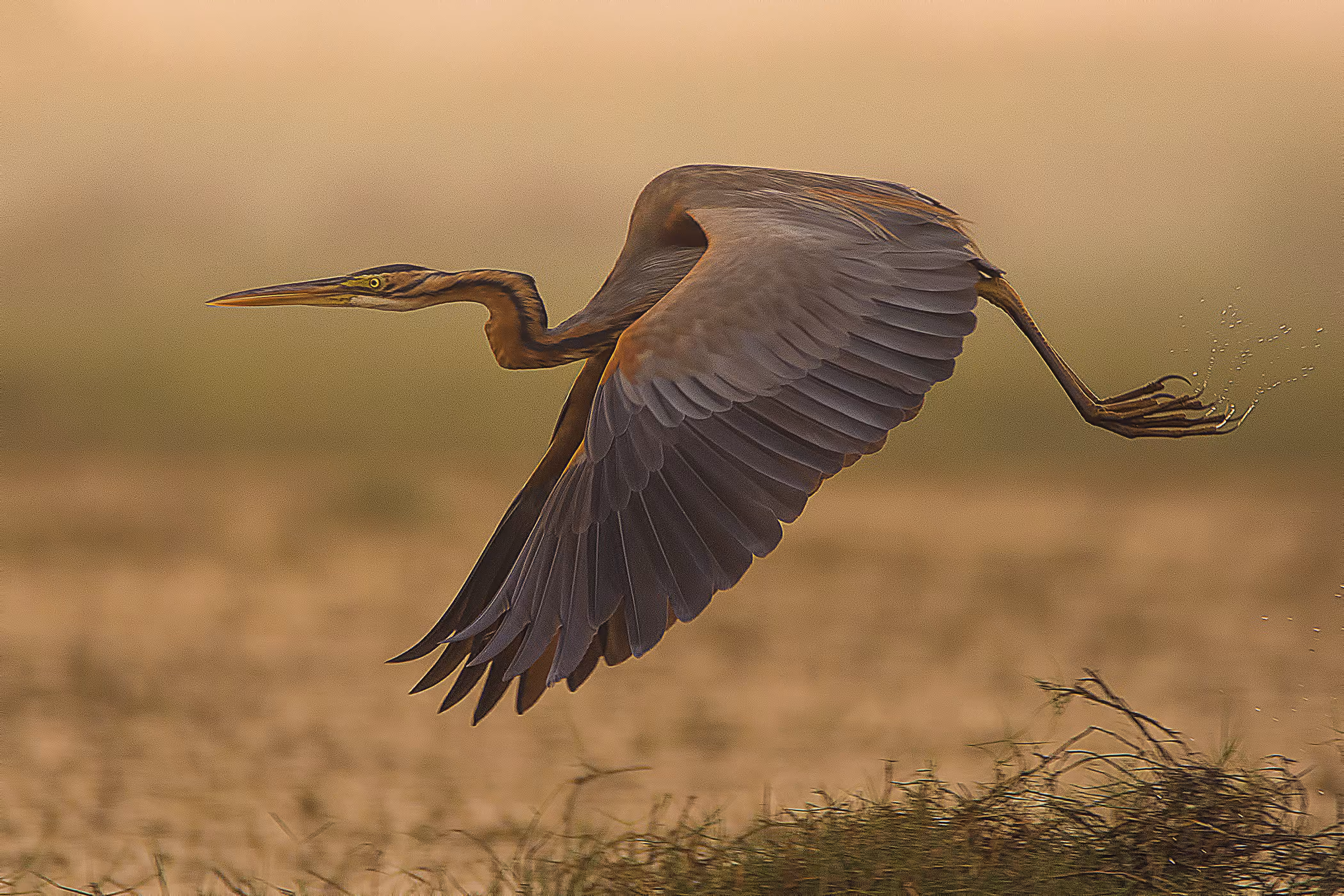 Purple Heron