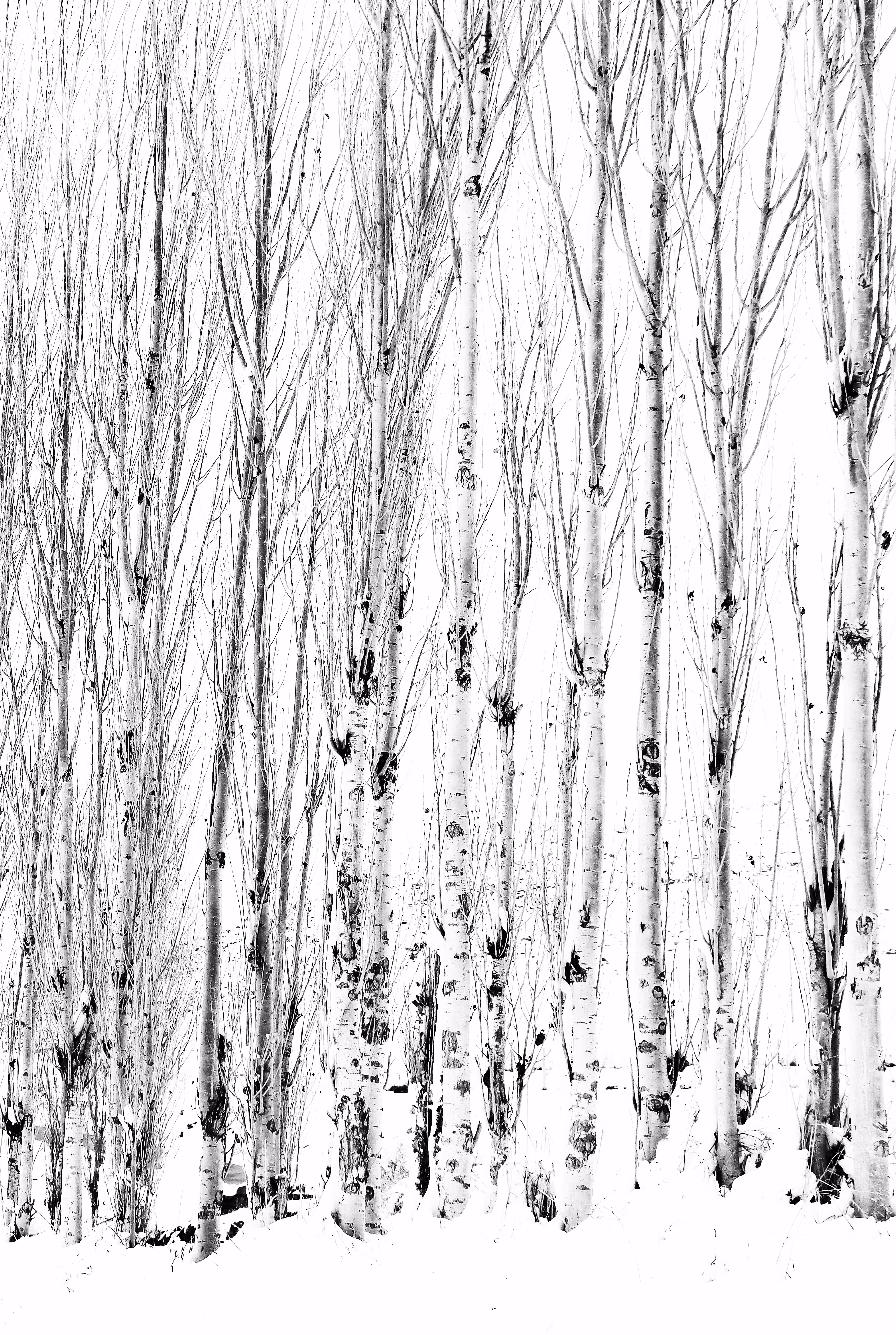 Poplar
