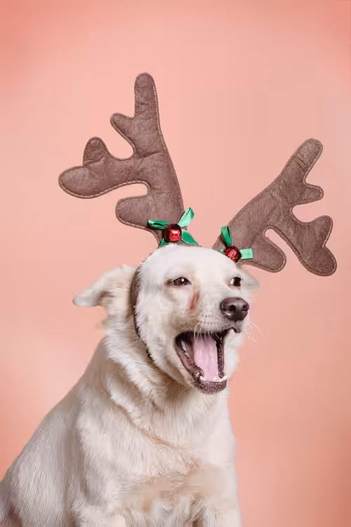 ReinDoggos: Daisy