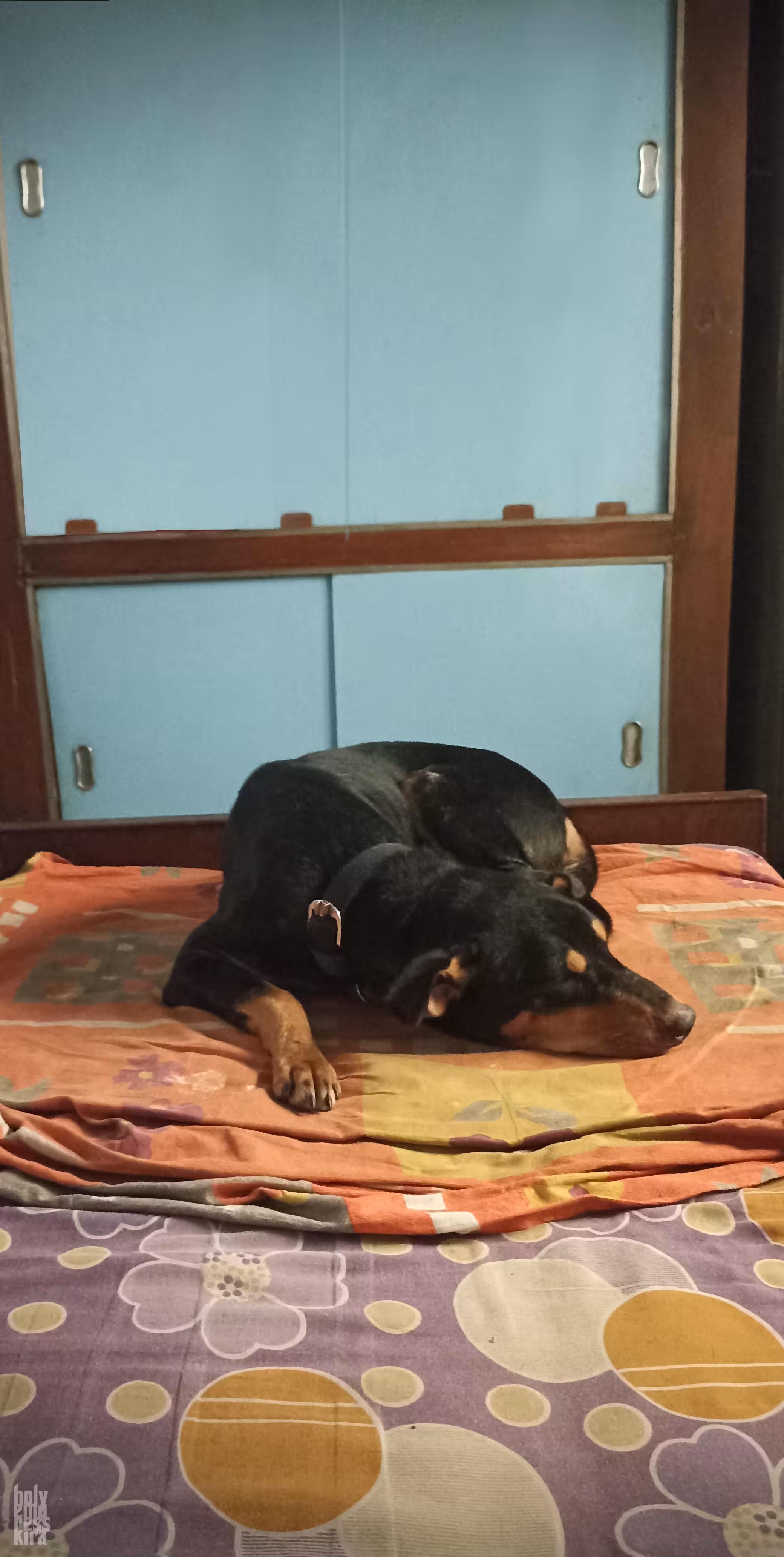 Siesta