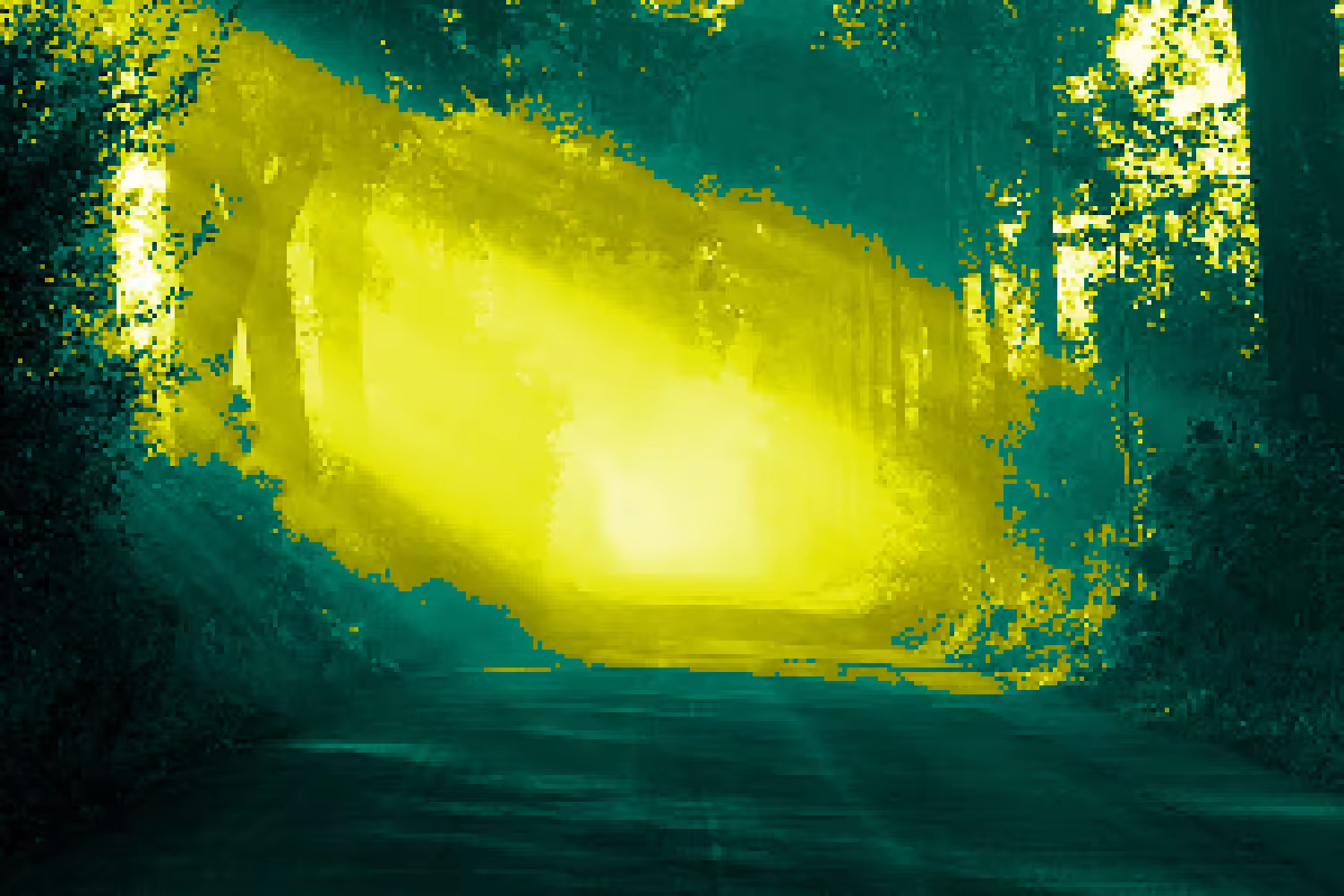 Forest #5