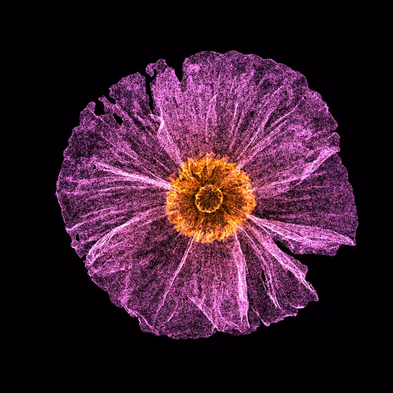 White Poppy 30 #184