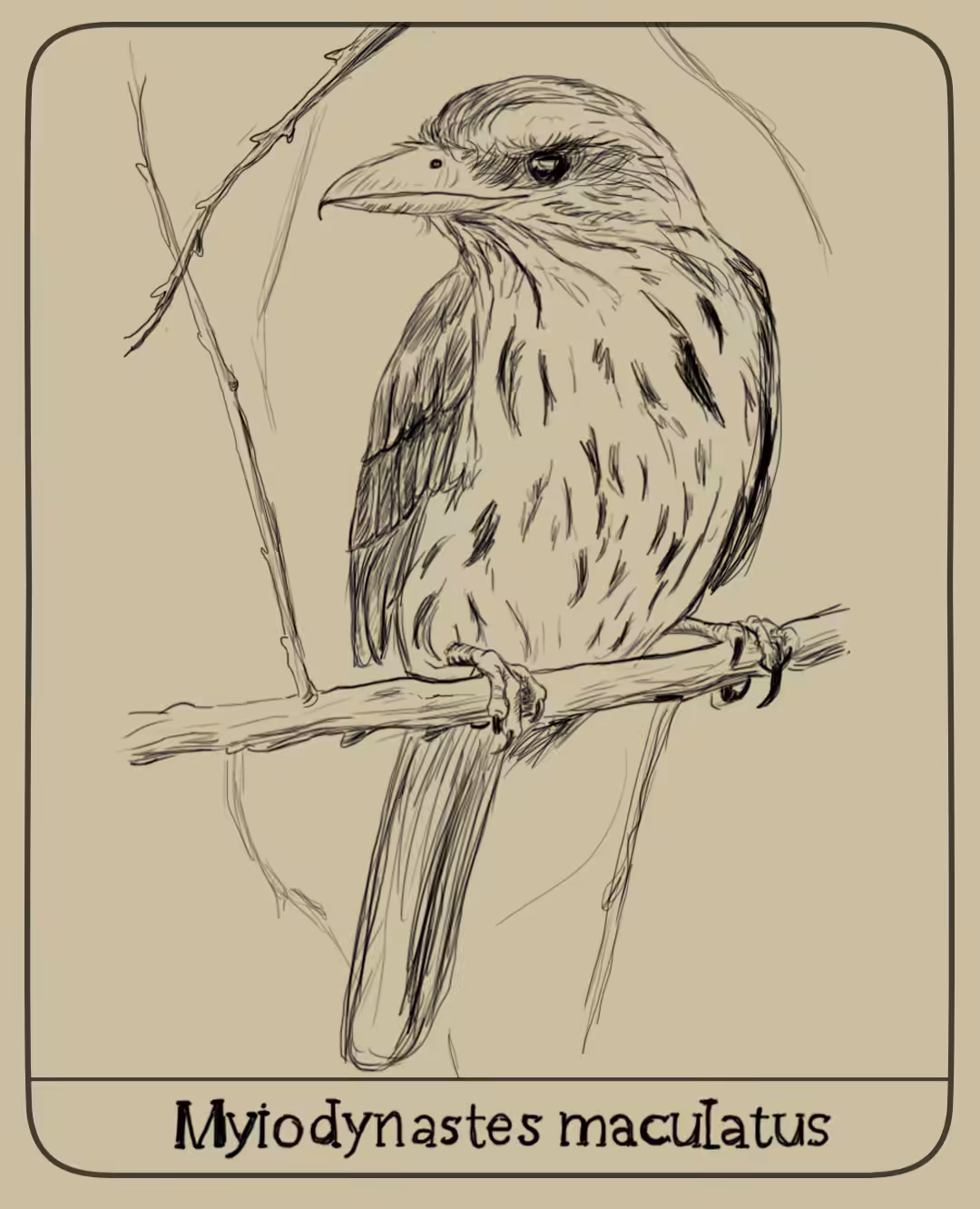 Myiodynastes maculatus