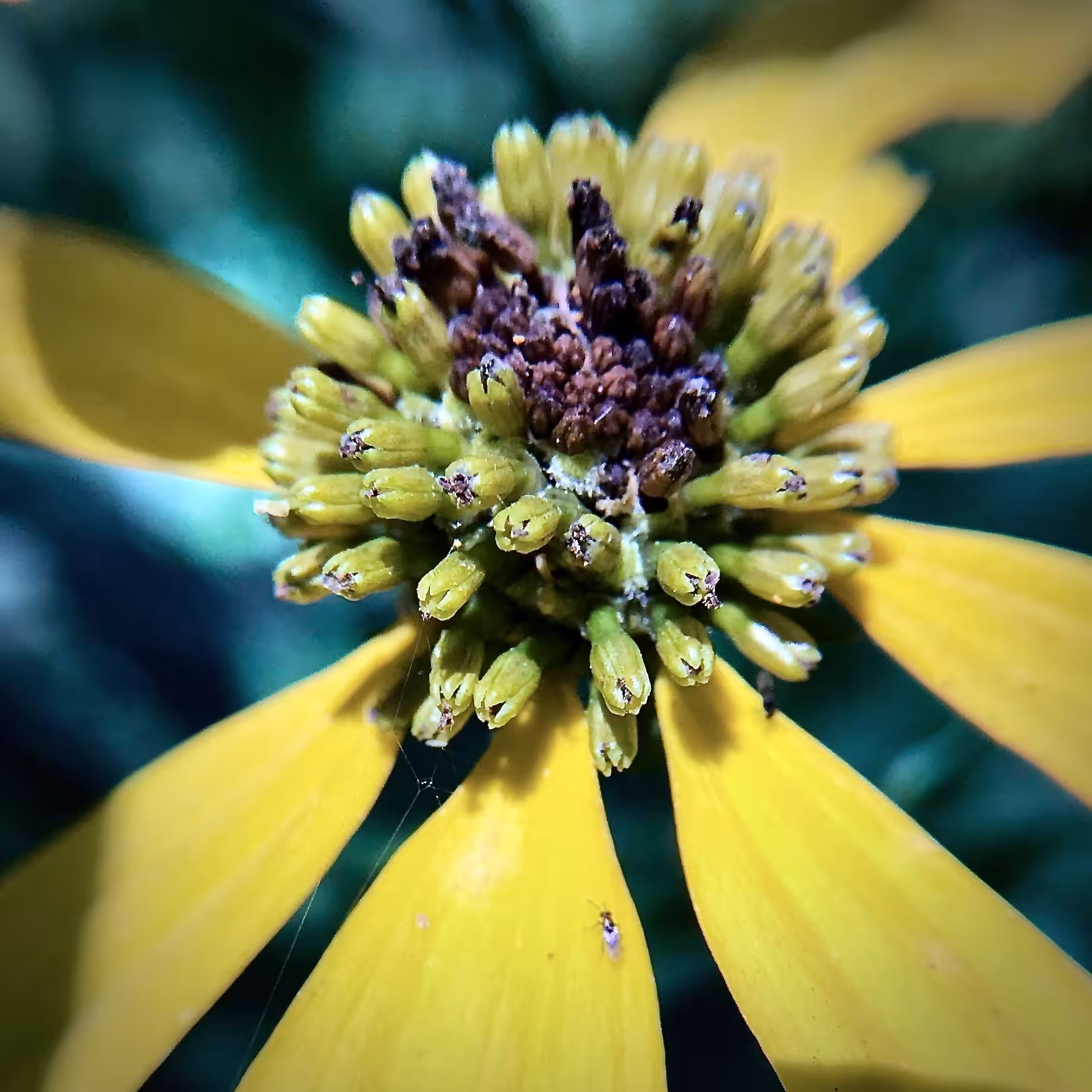 The Cutleaf Coneflower