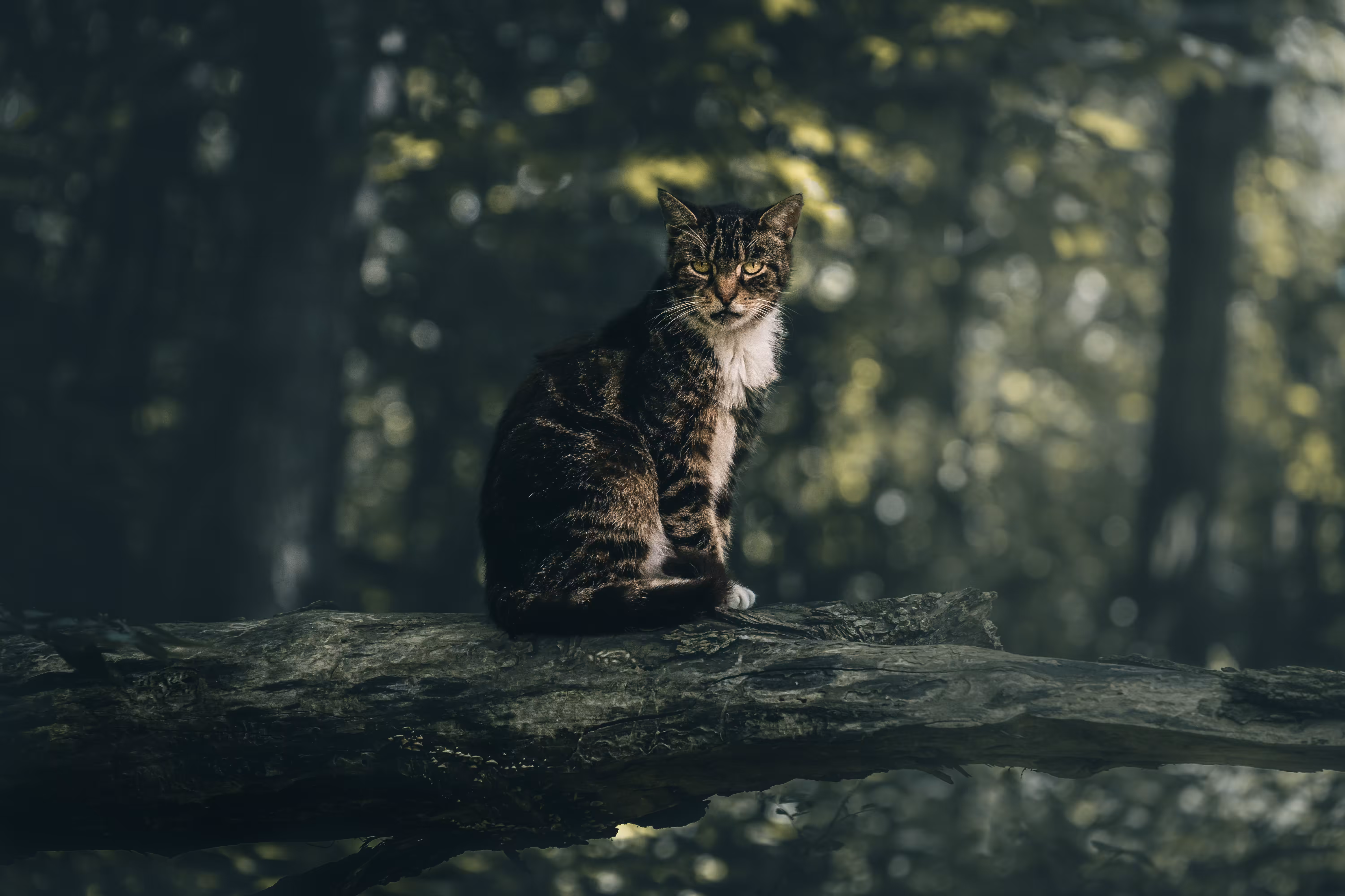 A Warrior Awaits
