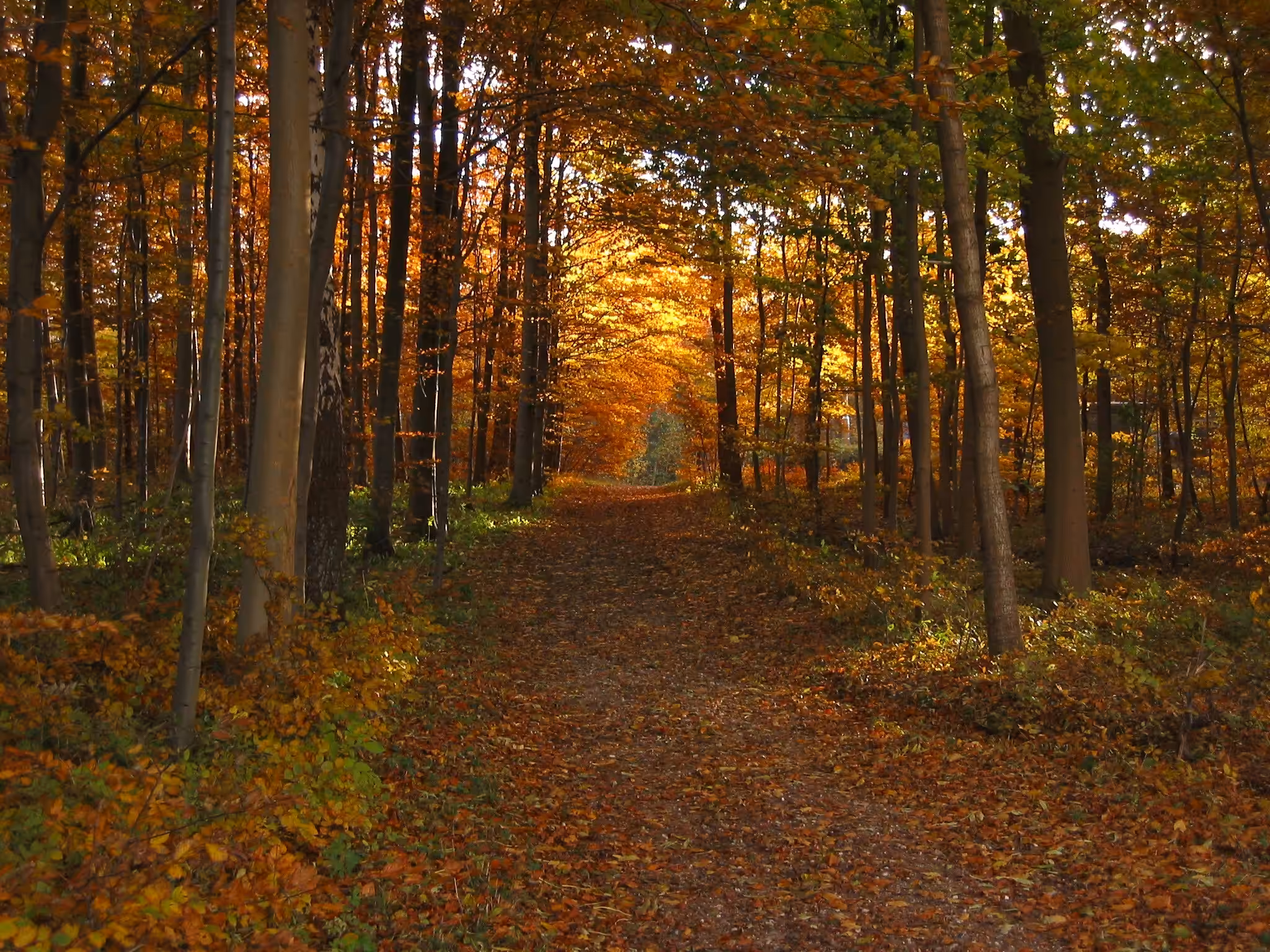 Autumn Path