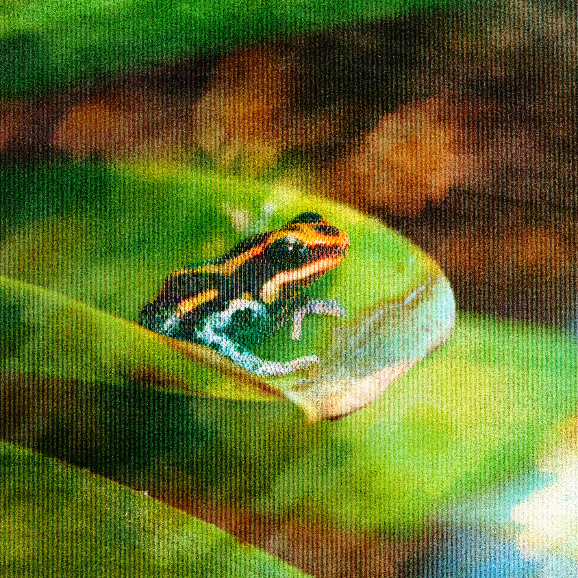 fr0̷g_013