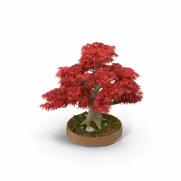 Your Tree I Japanese Maple Tree Statue