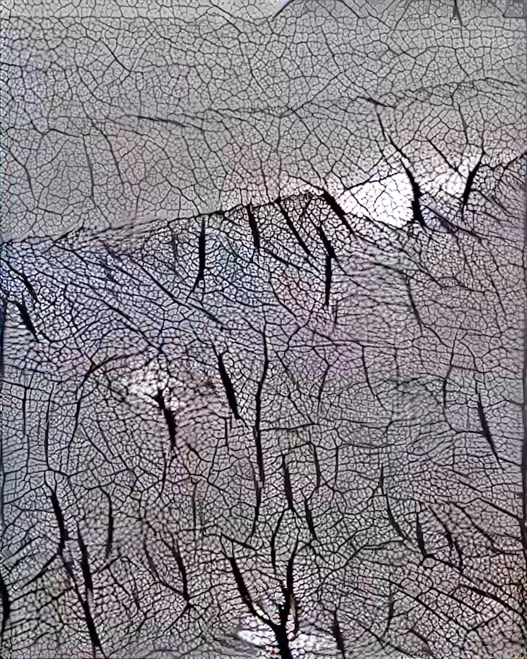 Micro Surf 🔬
