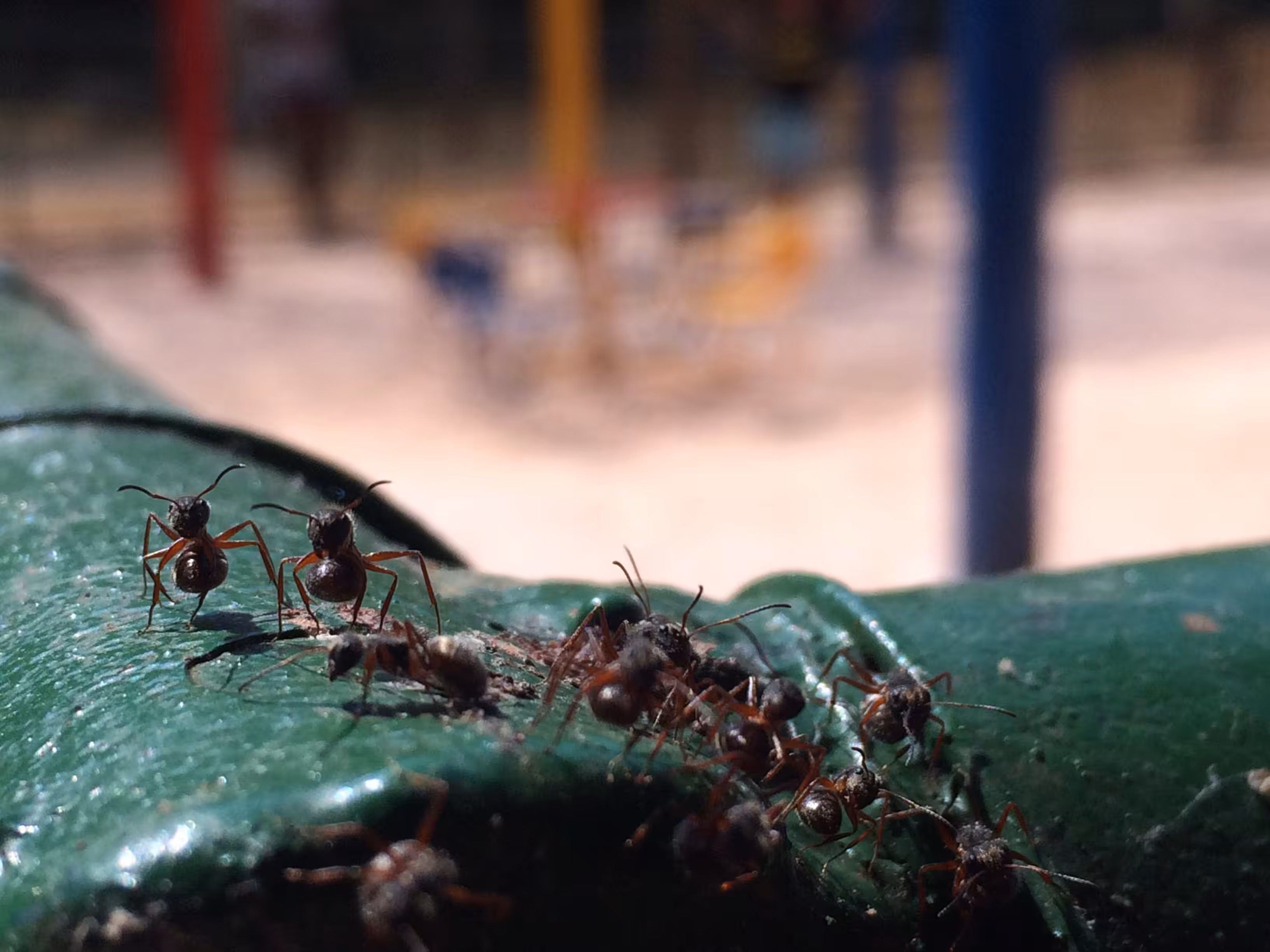 Worker Ants