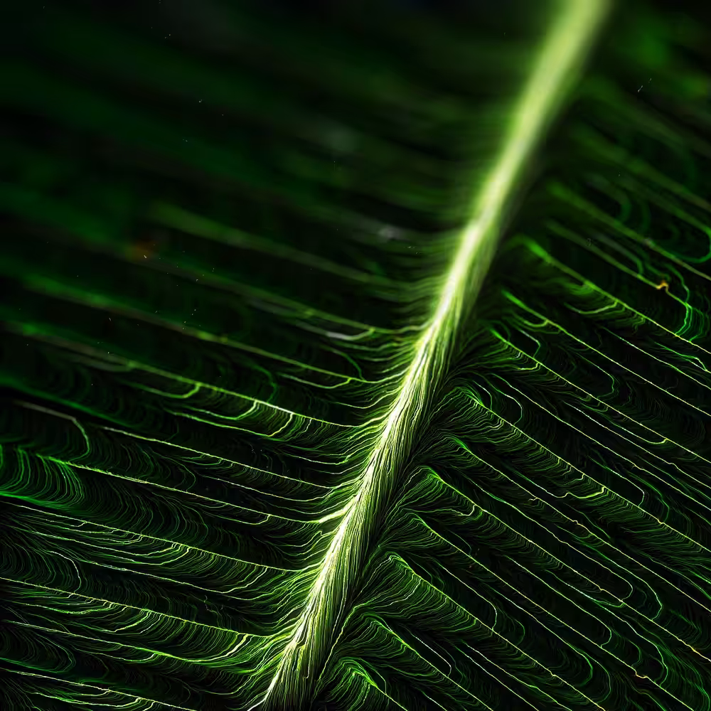 DIGI LEAF MACRO