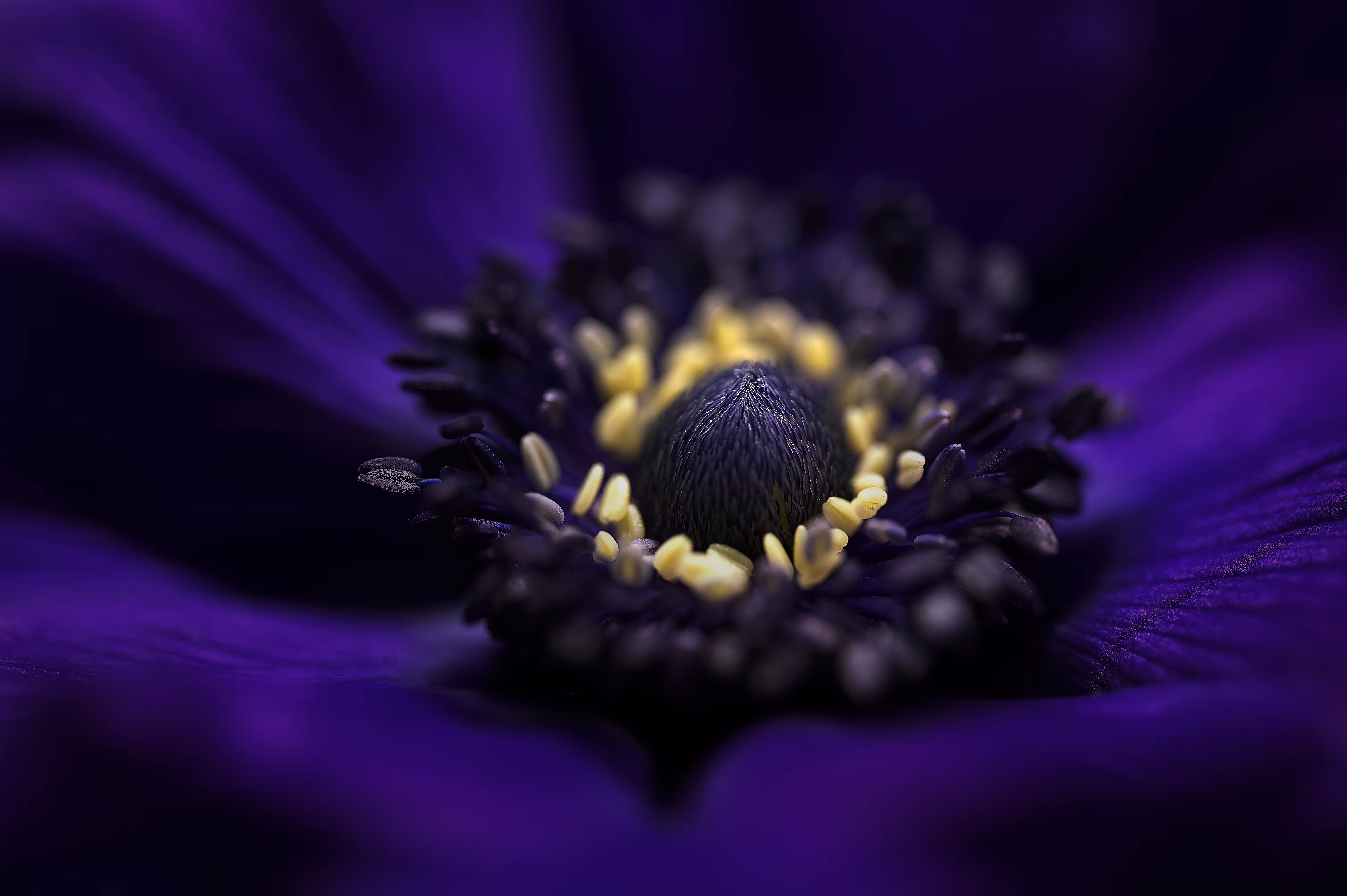 anemone macro