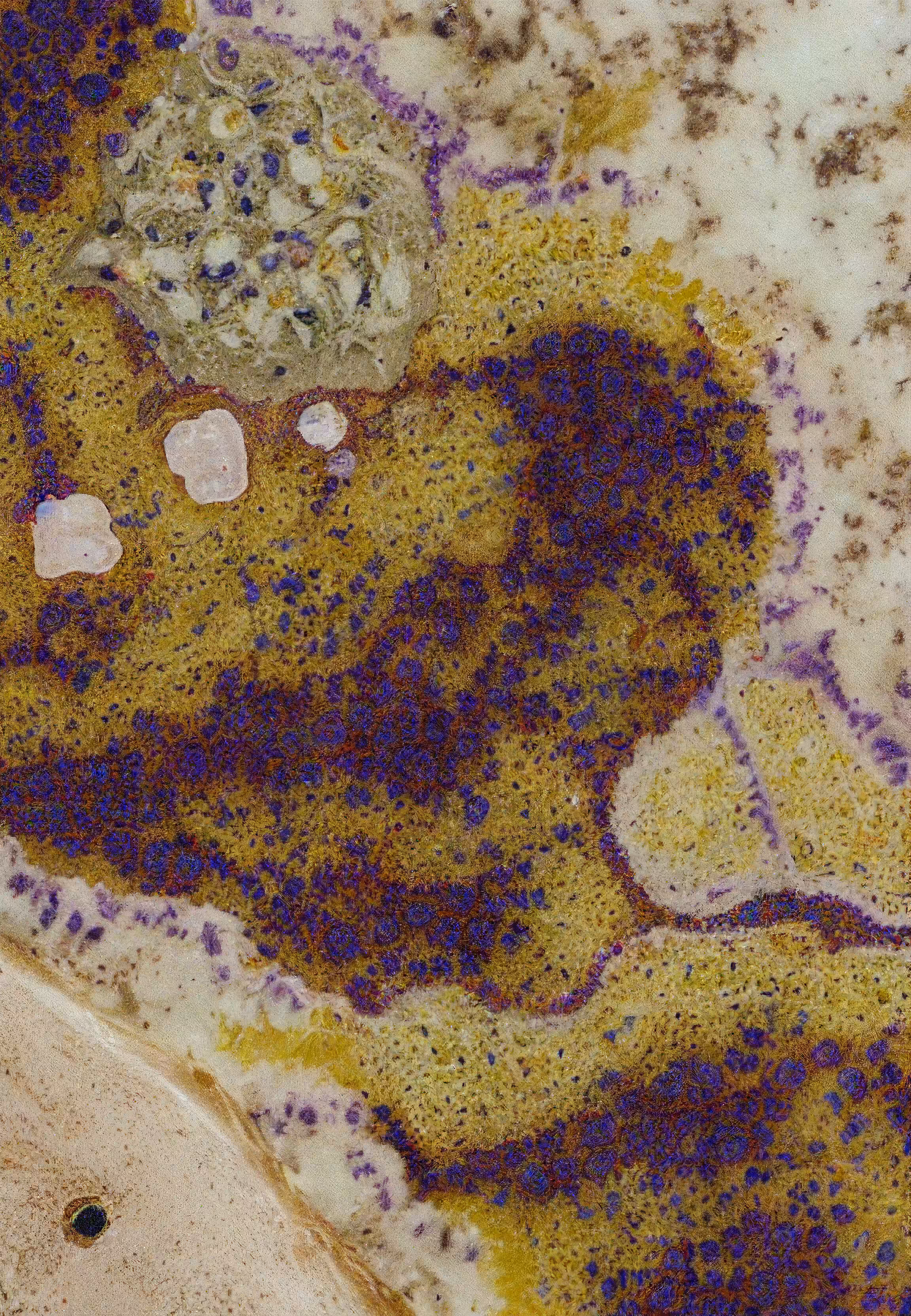 Histologia In Silico #209