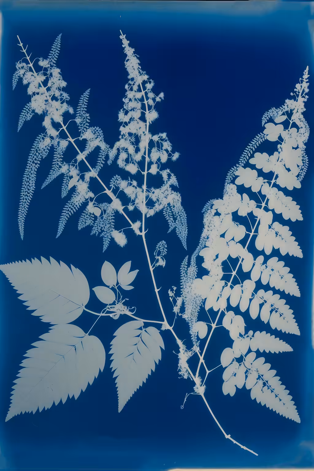 Garden Specimens, Photogenic Drawing (cyanotype), 1843