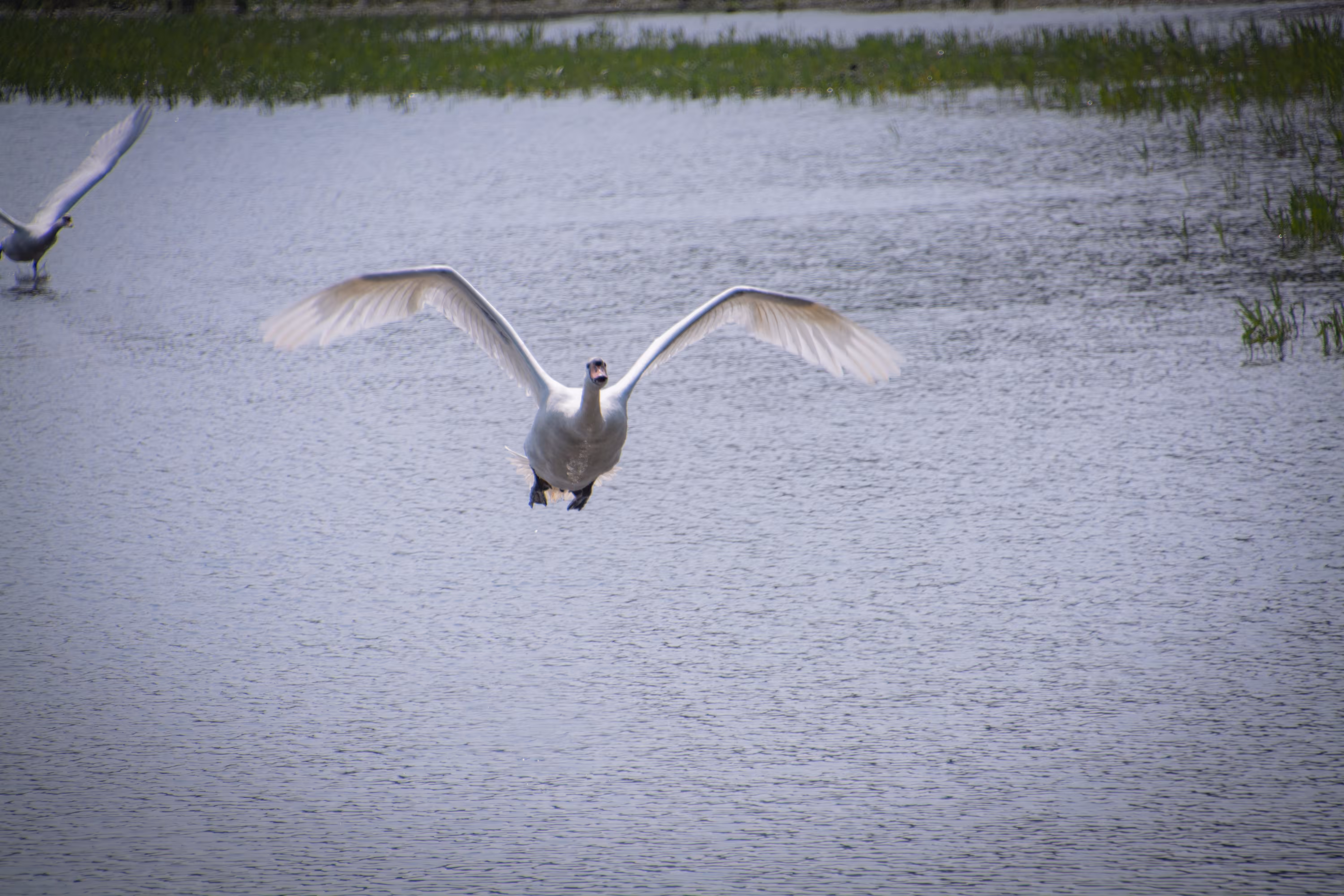 Look what I saw through my lens: Come Fly Away with Me