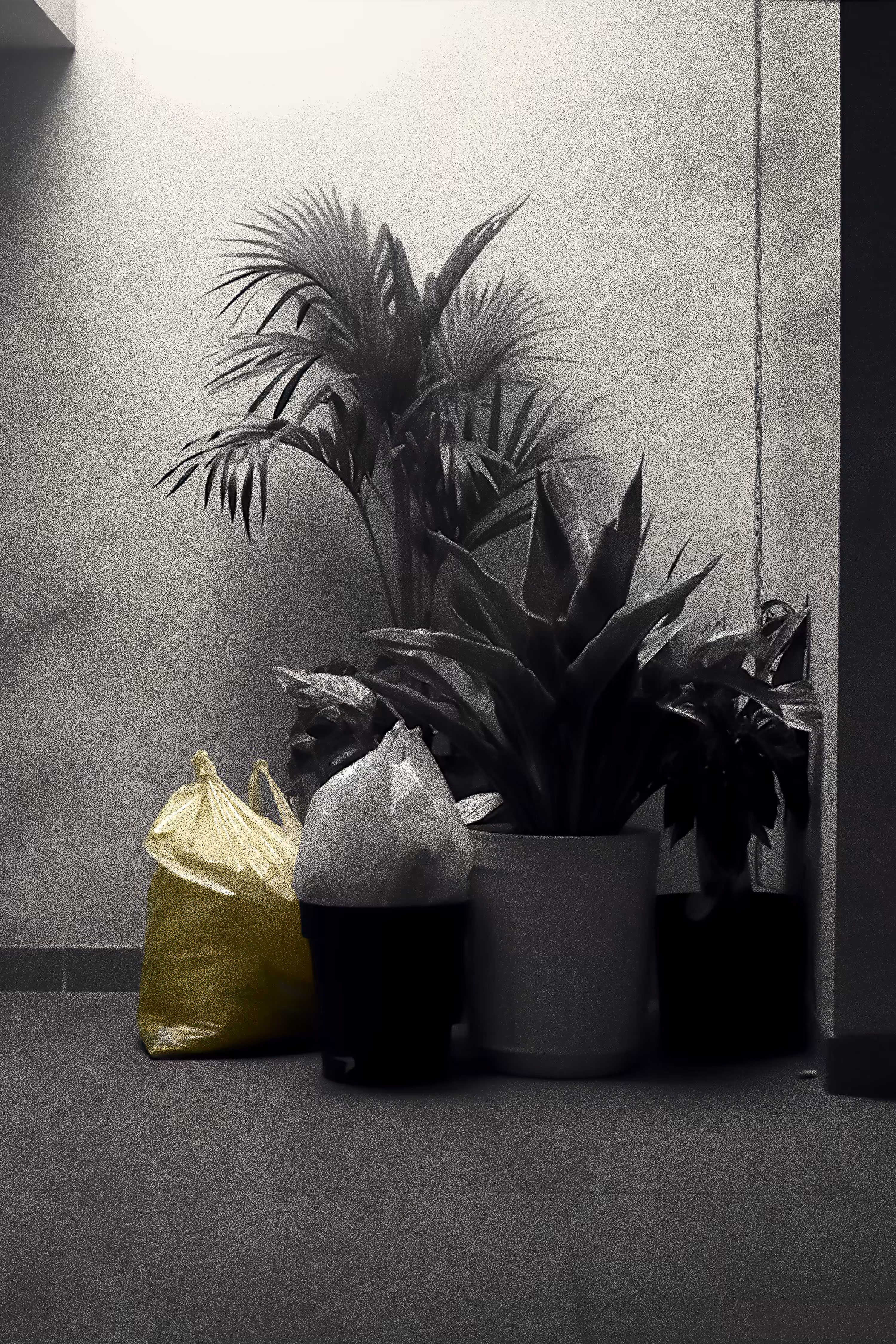 Bags and...plants 01