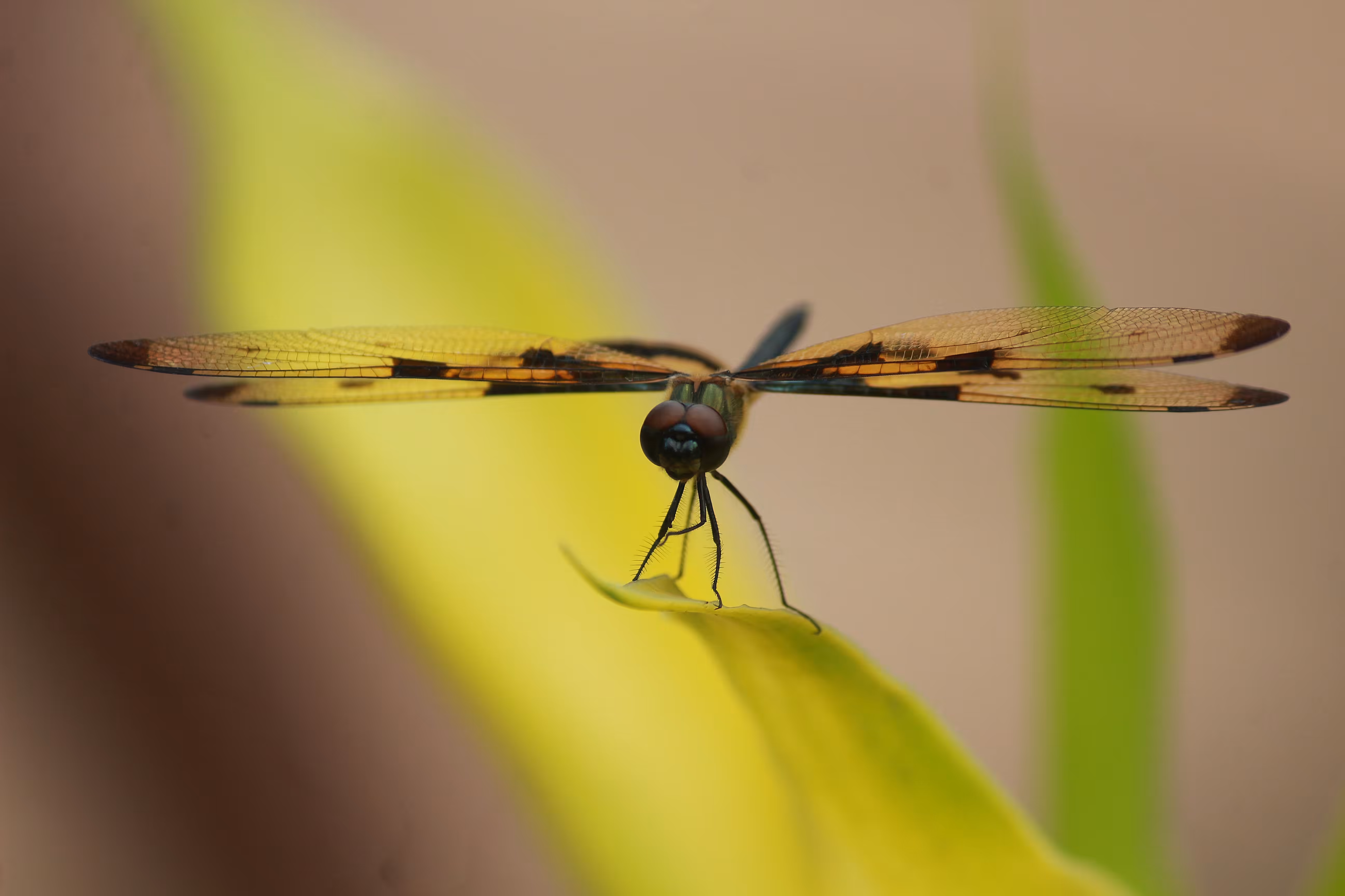 MACRO WORLD
