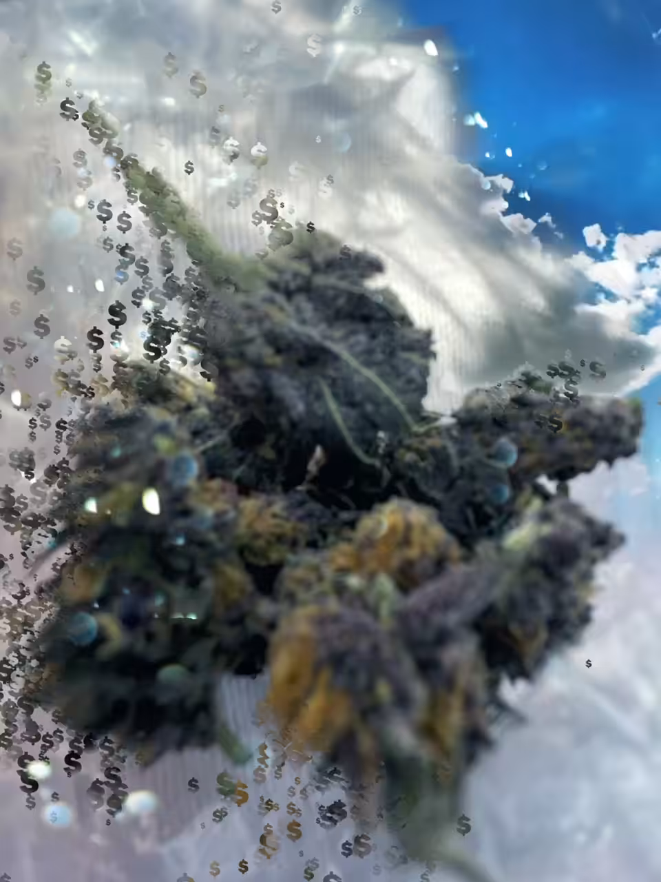 420 Sky Box from Purple Haze,