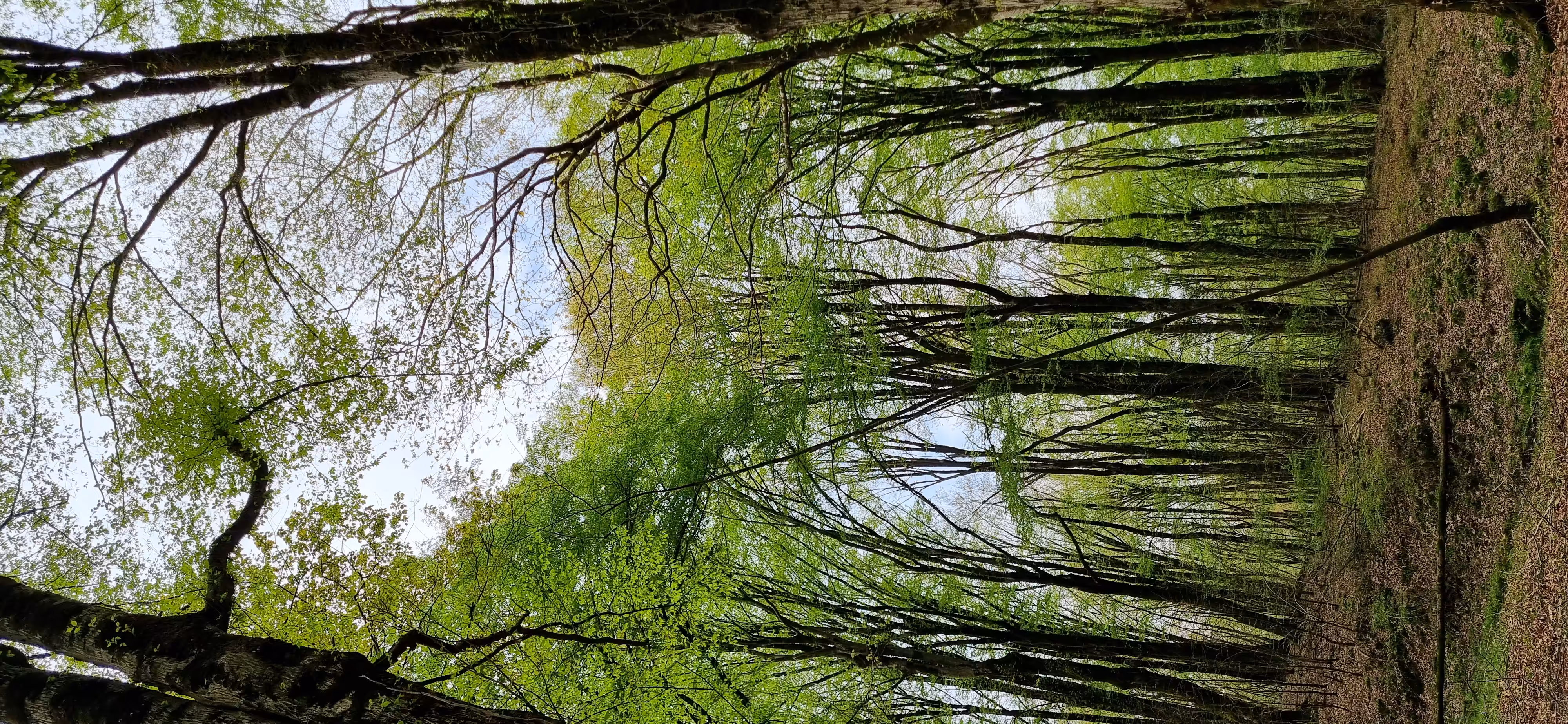 Forest-1