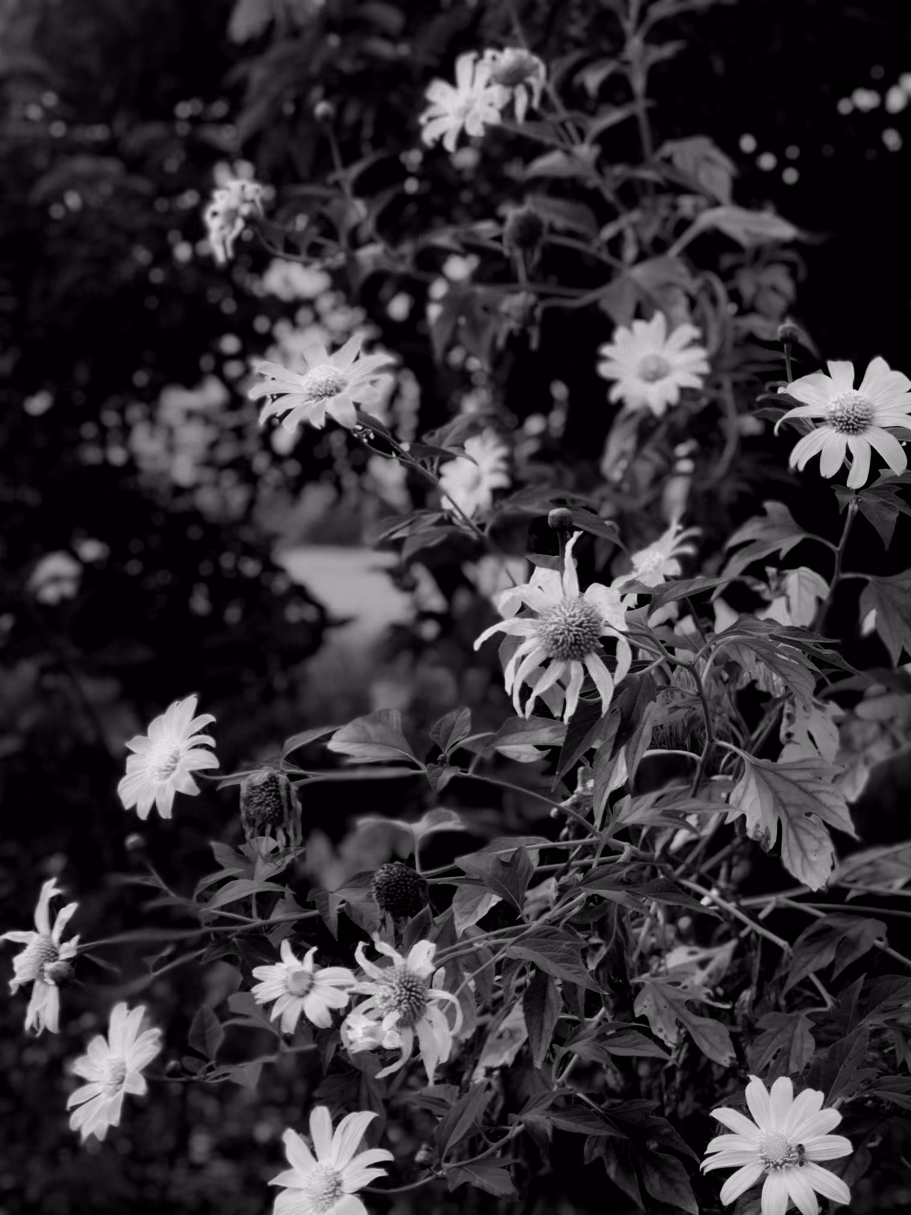 nature(mido) #8