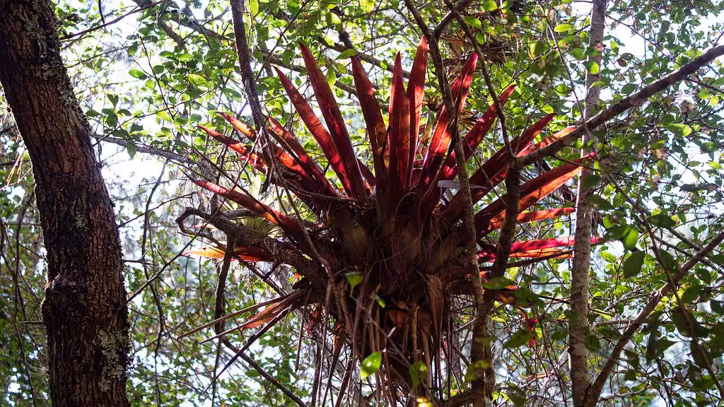(1/3) Bromeliad - Ellipses