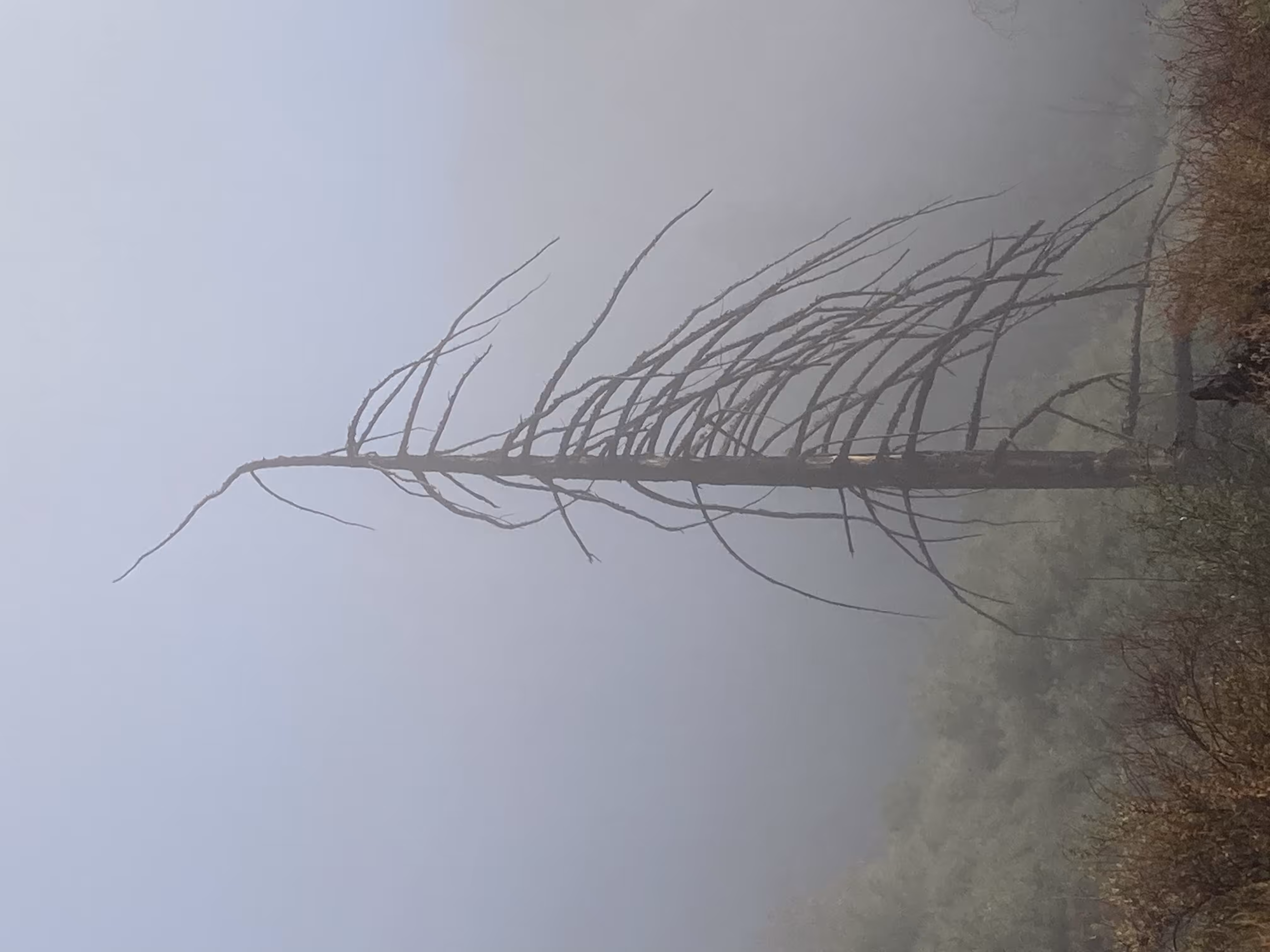 Lonely Tree