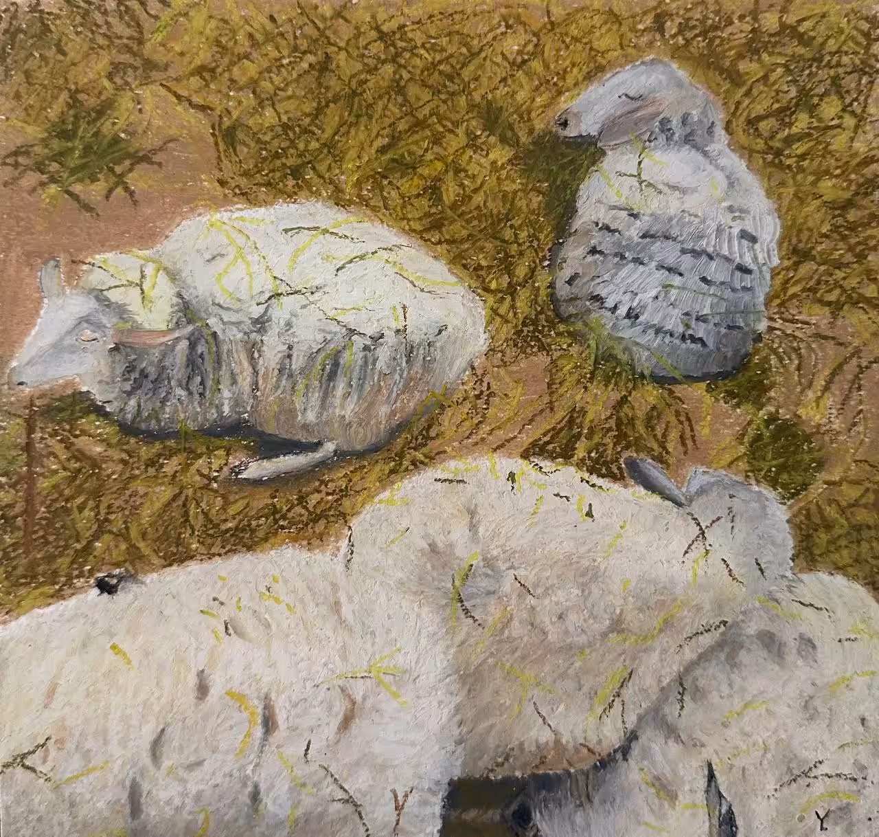 Sheep's sleep