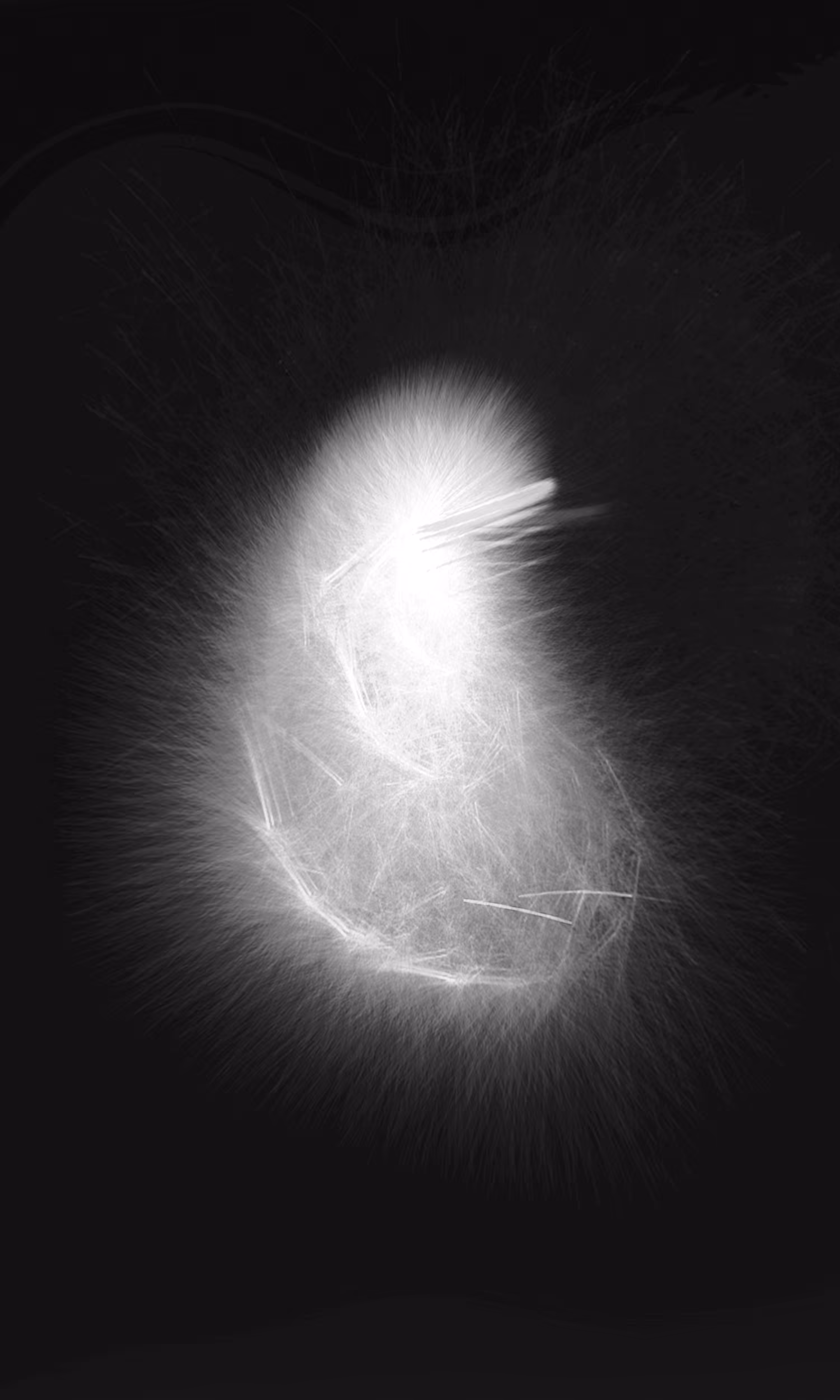Collection: Generative Monochrome | Name: Birth iii