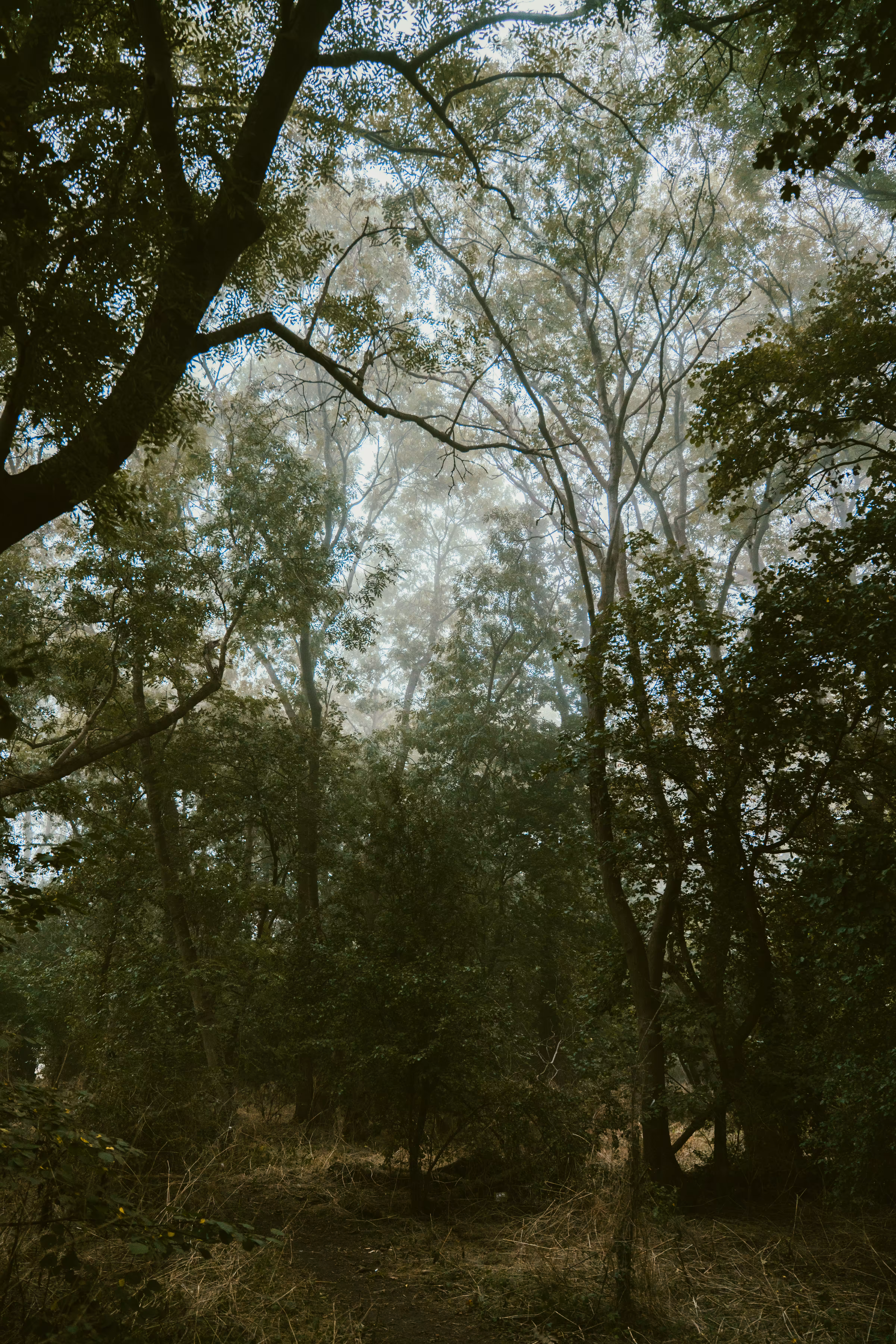 In dreams 