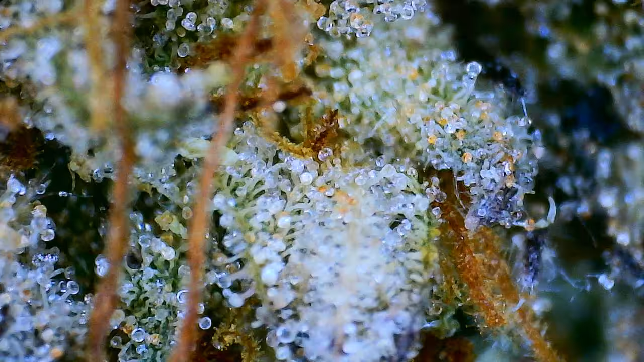 Trichomes