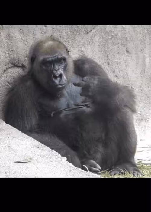 Inter-species communication 
