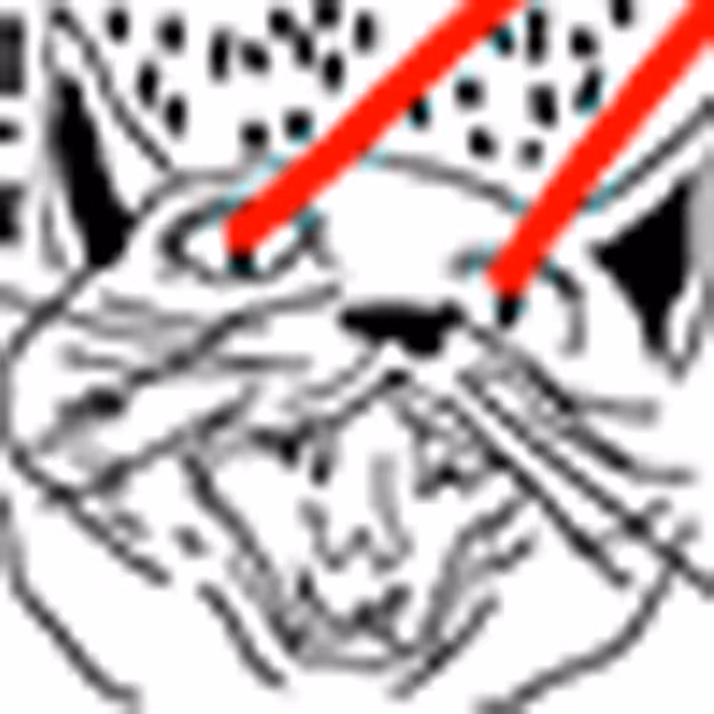 Angry cat