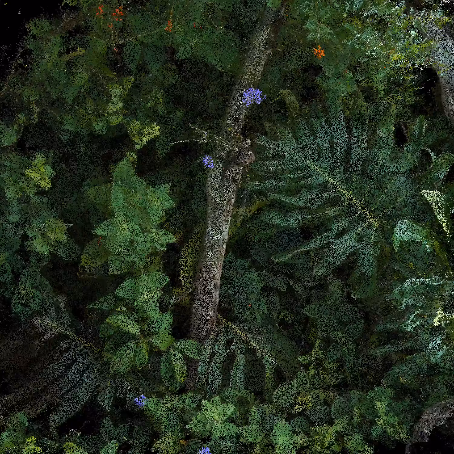 Orchids and Monstera Deliciosa (pointcloud.garden)