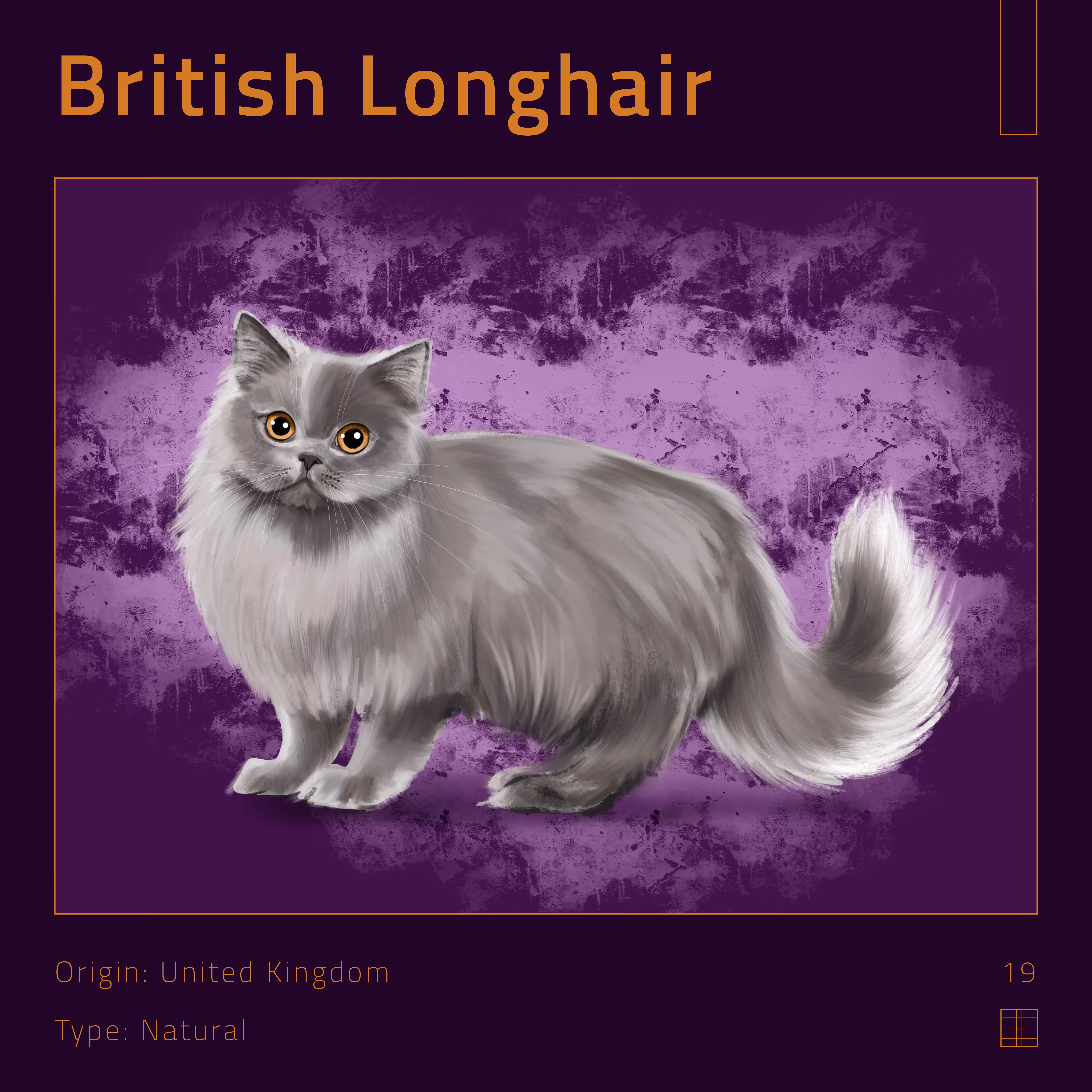19 – British Longhair cat