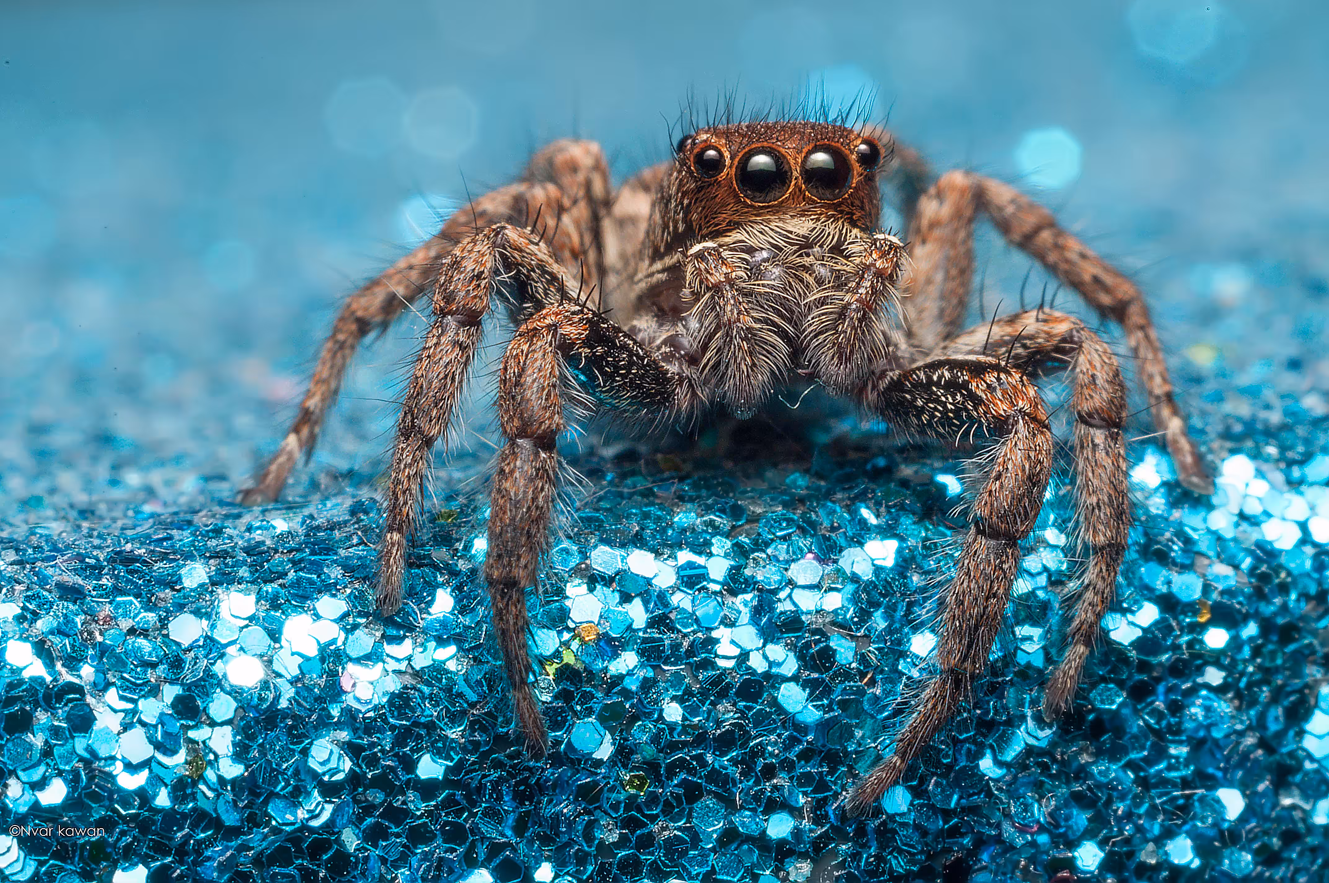 SALTICIDAE known As Jumping Spider