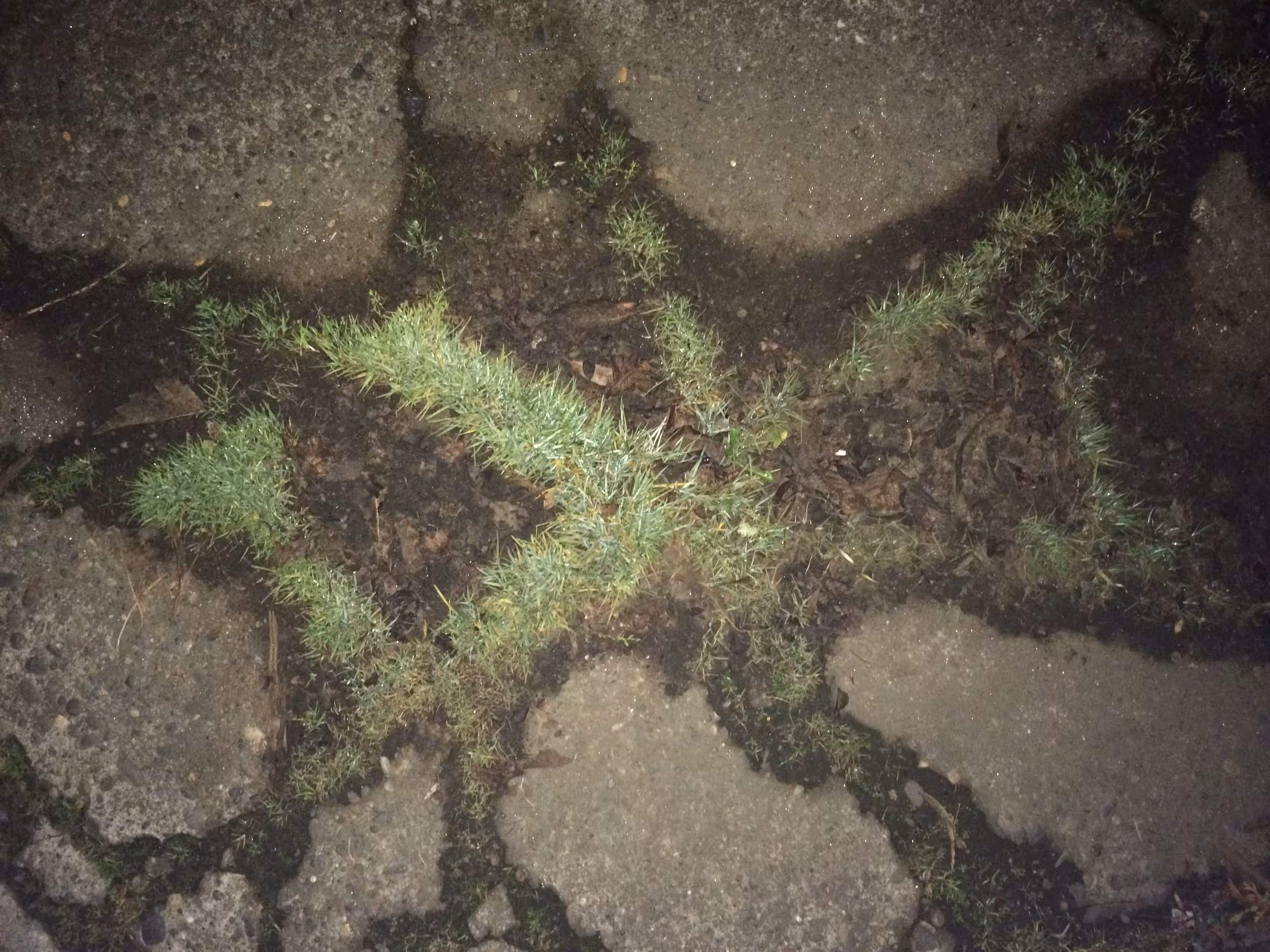 Pavement Grass