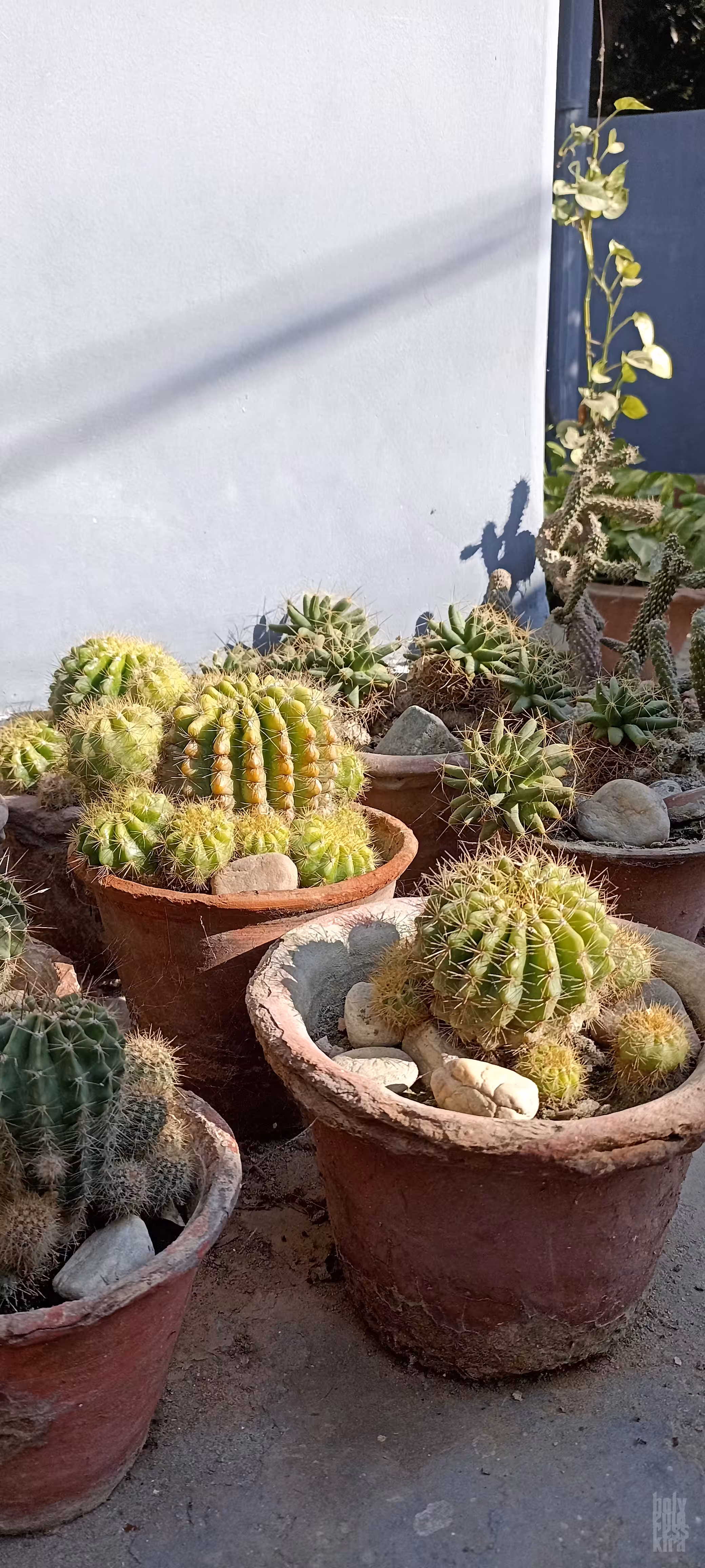 Cacti Garden