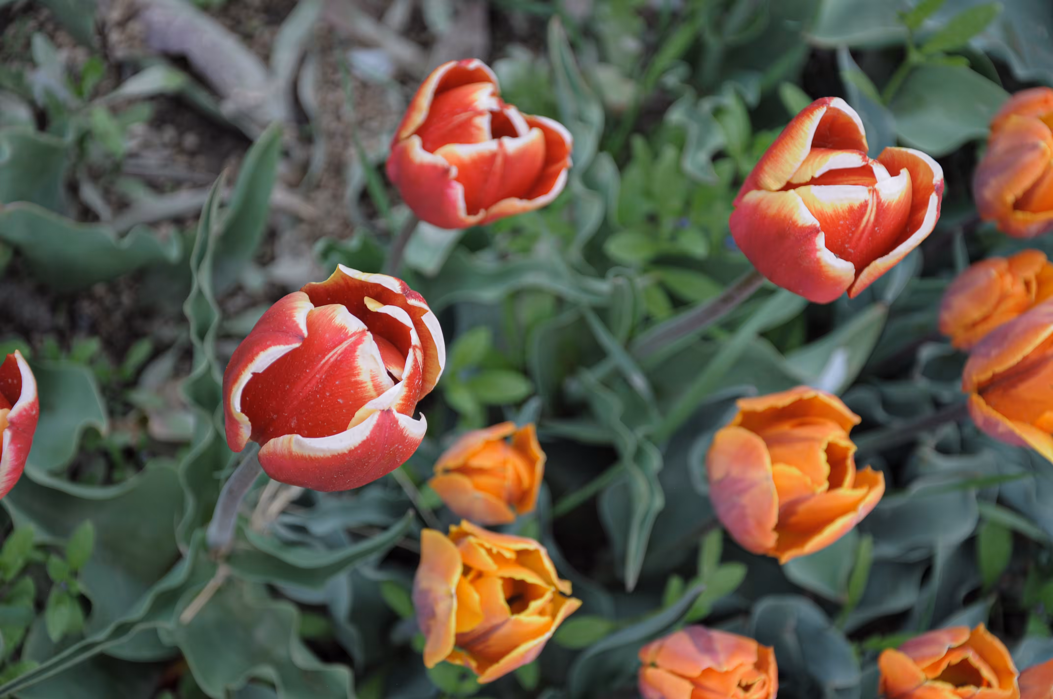 flowers: Spring in the eyes of tulips